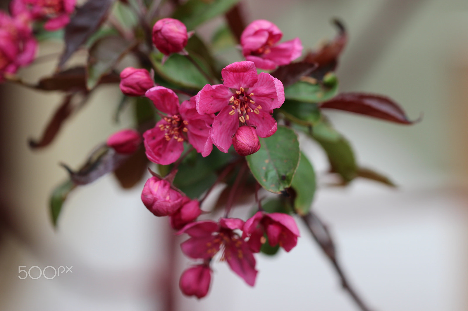 Canon EF 100mm F2.8L Macro IS USM sample photo. Prairiefire crabapple tree flowers photography