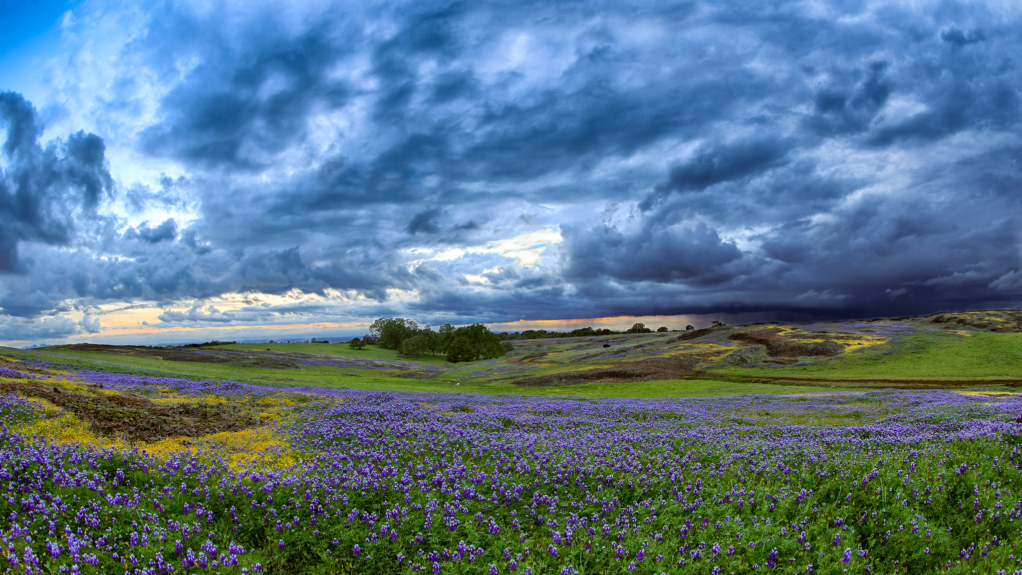 Canon EOS-1D X + Canon EF 8-15mm F4L Fisheye USM sample photo. Wildflowers & distant storm photography
