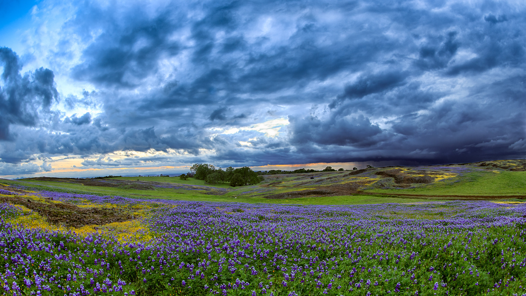 Canon EF 8-15mm F4L Fisheye USM sample photo. Wildflowers & distant storm photography