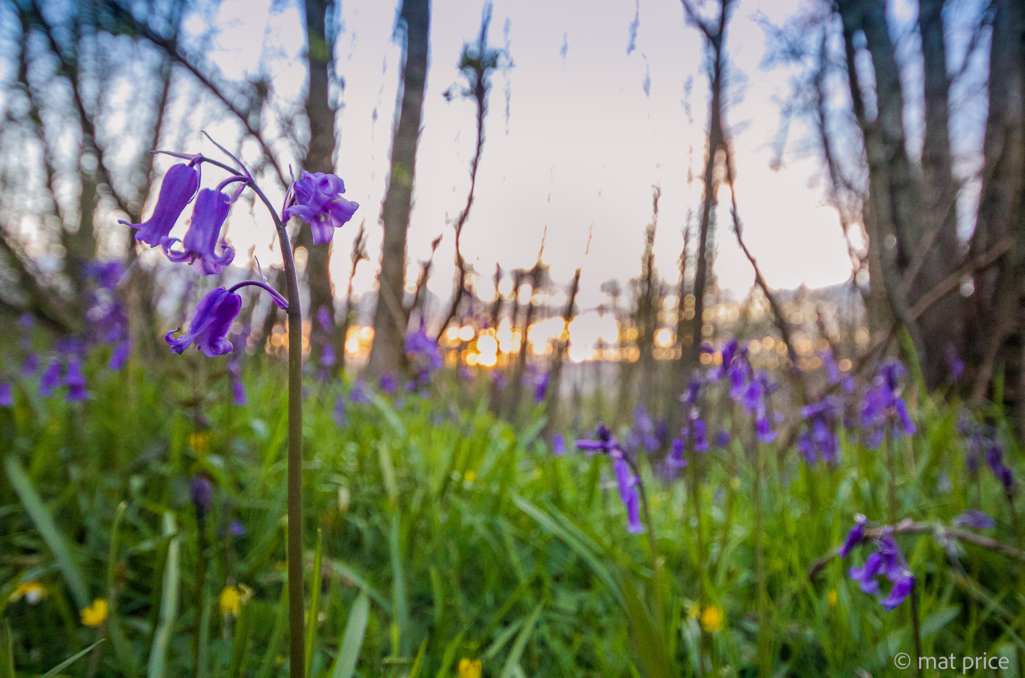 Canon EOS 1200D (EOS Rebel T5 / EOS Kiss X70 / EOS Hi) + Sigma 10-20mm F4-5.6 EX DC HSM sample photo. Bluebell wood photography