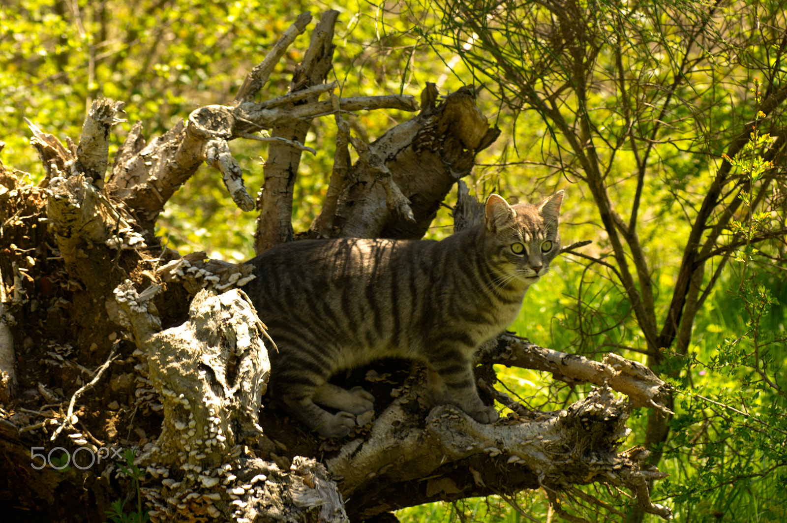 Sony Alpha DSLR-A580 + Tamron SP AF 90mm F2.8 Di Macro sample photo. The tiger of mas caraus photography