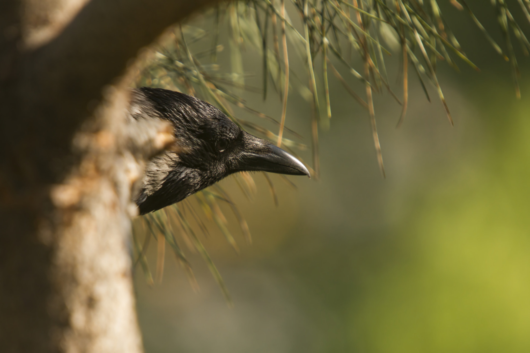 Sigma 50-500mm f/4-6.3 APO HSM EX sample photo. ..hi.. photography