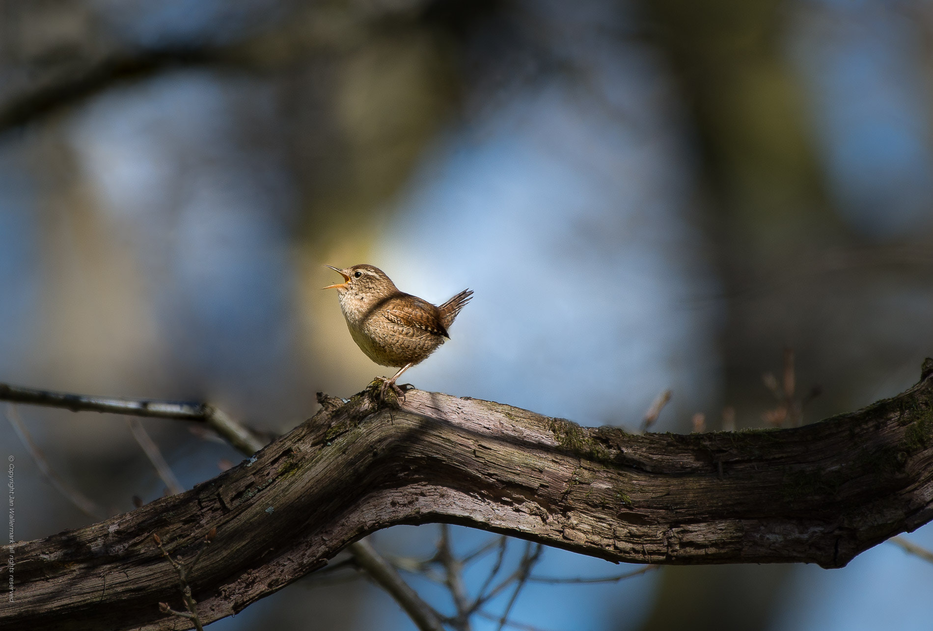 Nikon AF-S Nikkor 200-500mm F5.6E ED VR sample photo. Sing along photography