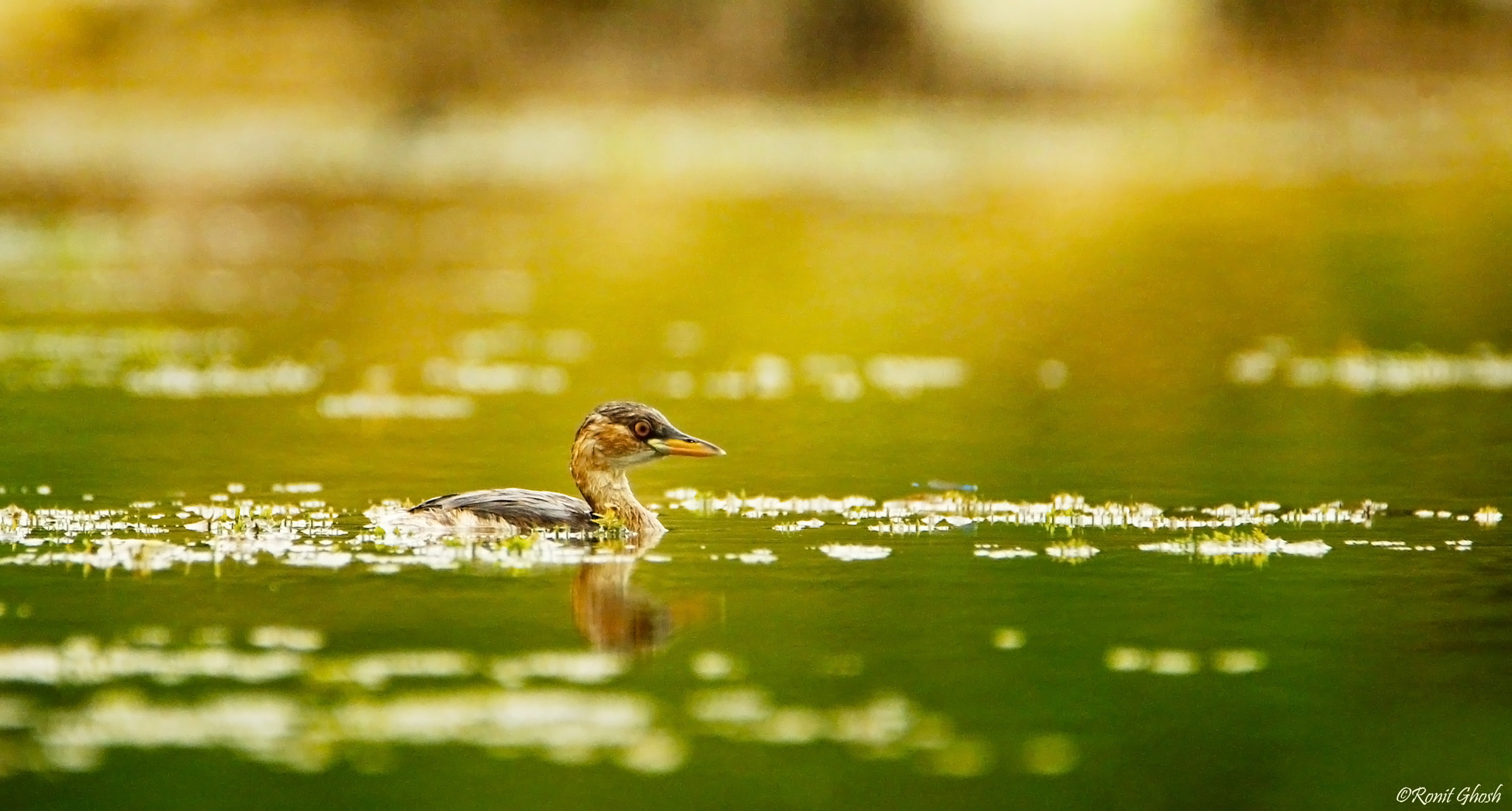 Tamron SP 150-600mm F5-6.3 Di VC USD sample photo. Little grebe  photography