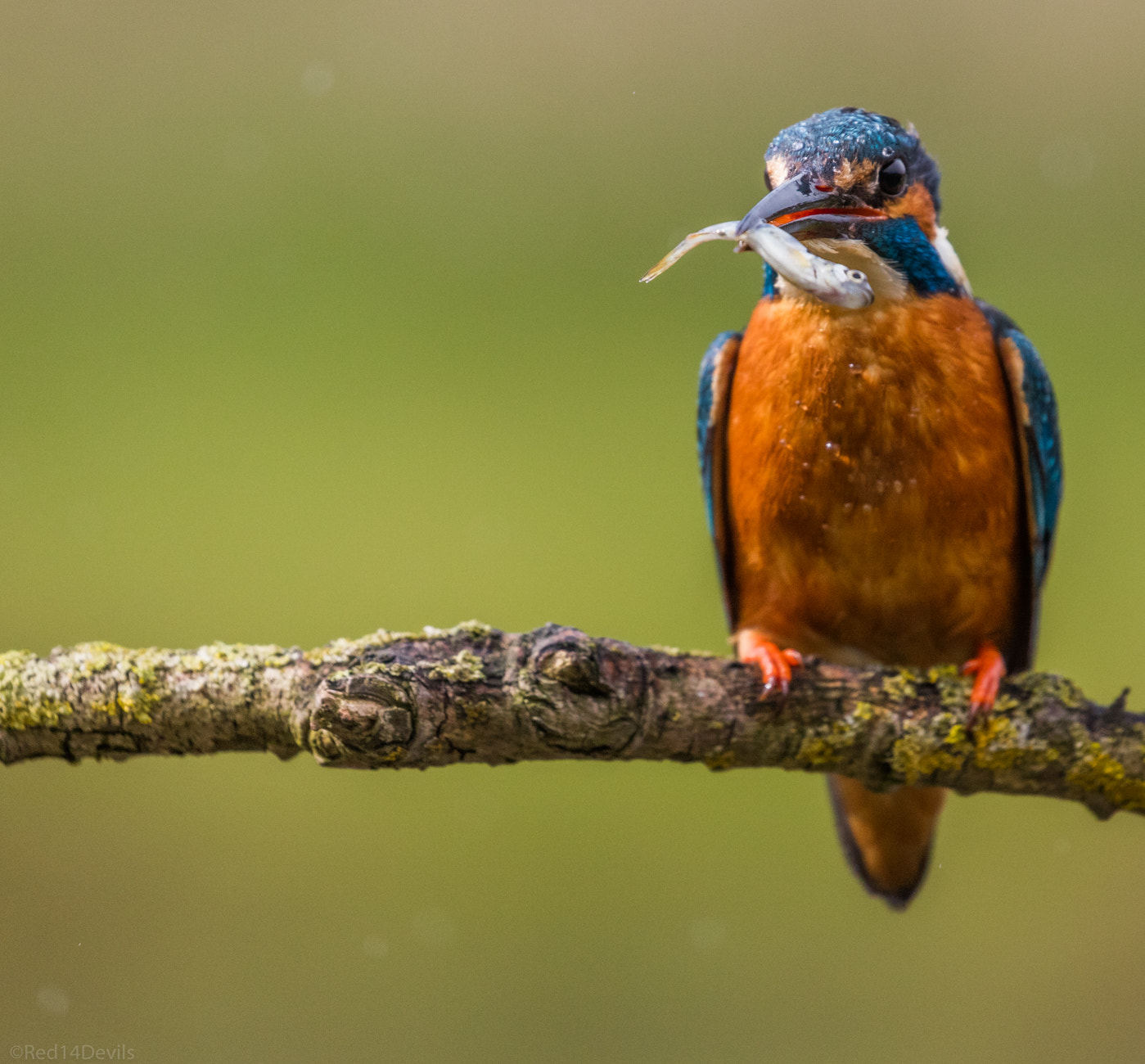 Canon EF 100-400mm F4.5-5.6L IS II USM sample photo. Common kingfisher photography