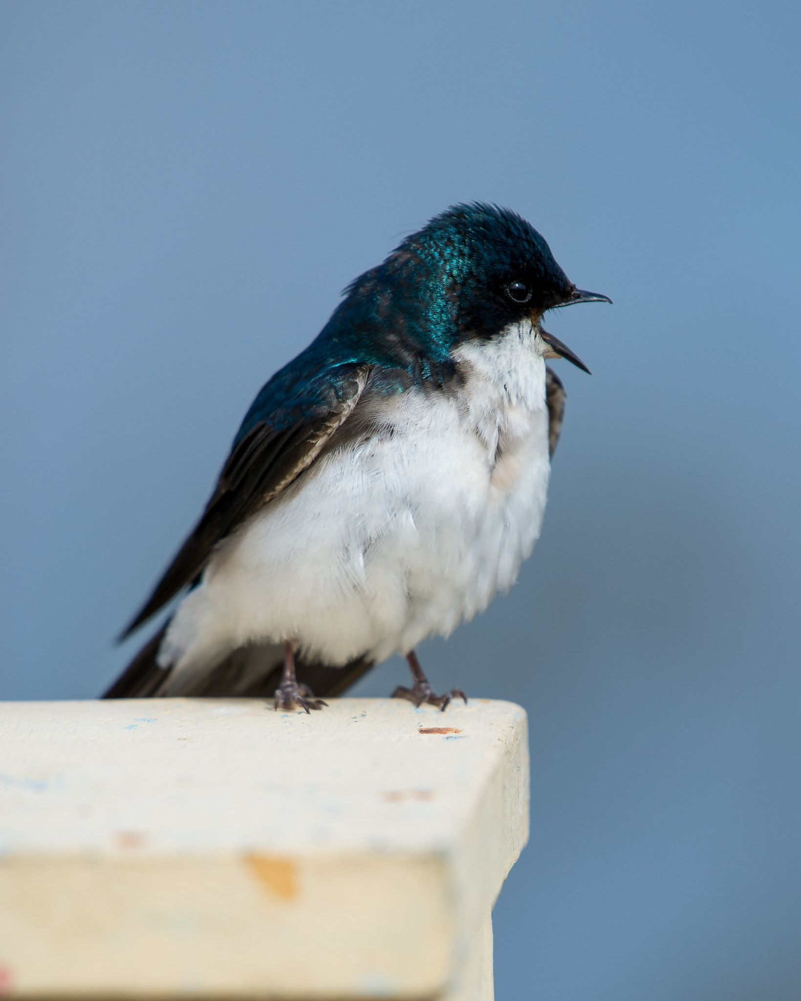 Nikon AF-S Nikkor 200-500mm F5.6E ED VR sample photo. Bird on a house photography