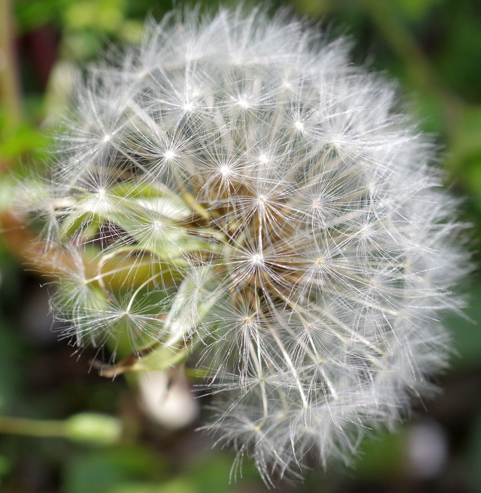 Pentax smc DA 35mm F2.8 Macro Limited sample photo. Blowball photography