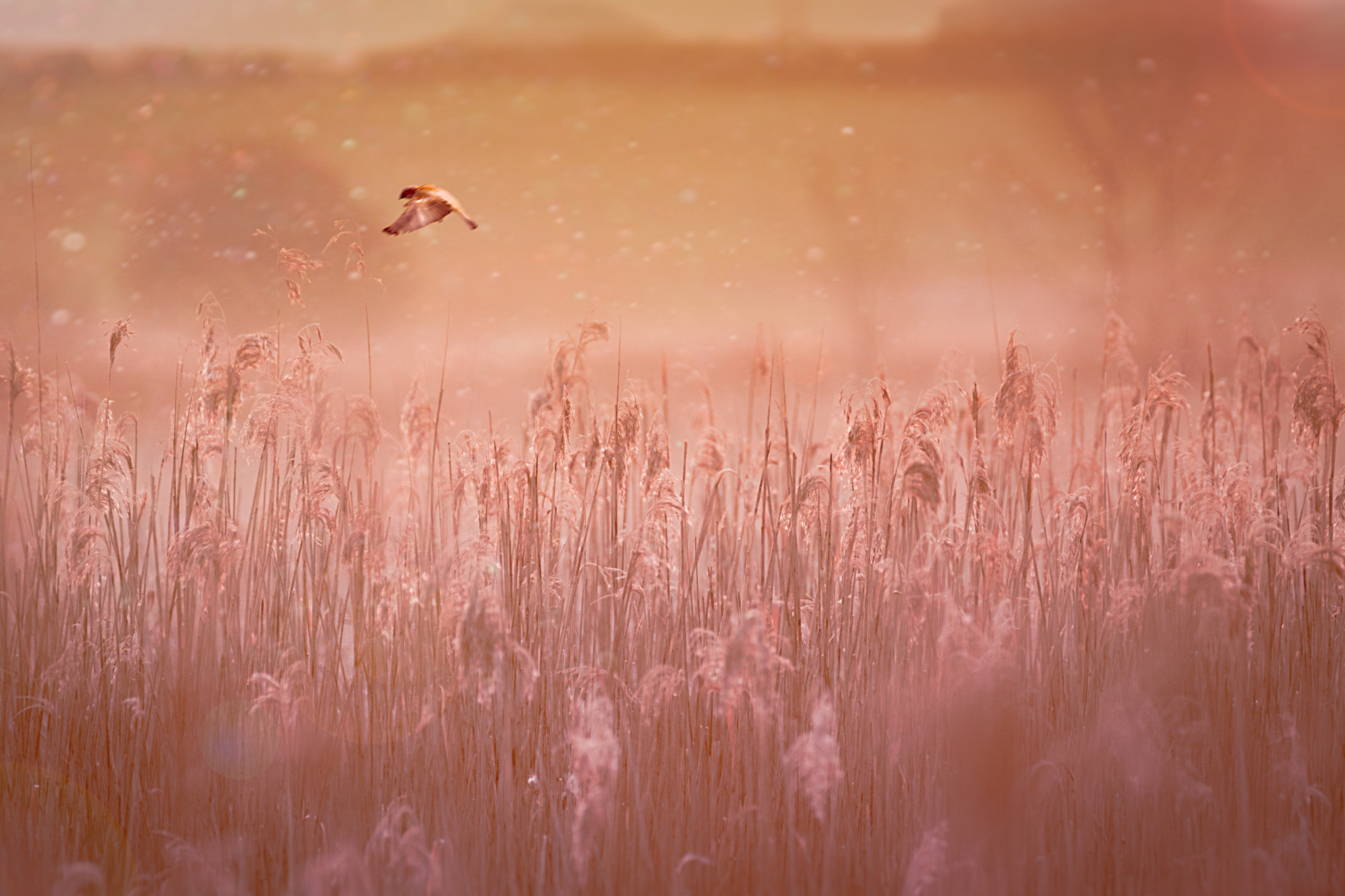 Sony 70-300mm F4.5-5.6 G SSM sample photo. Sparrow in flight photography