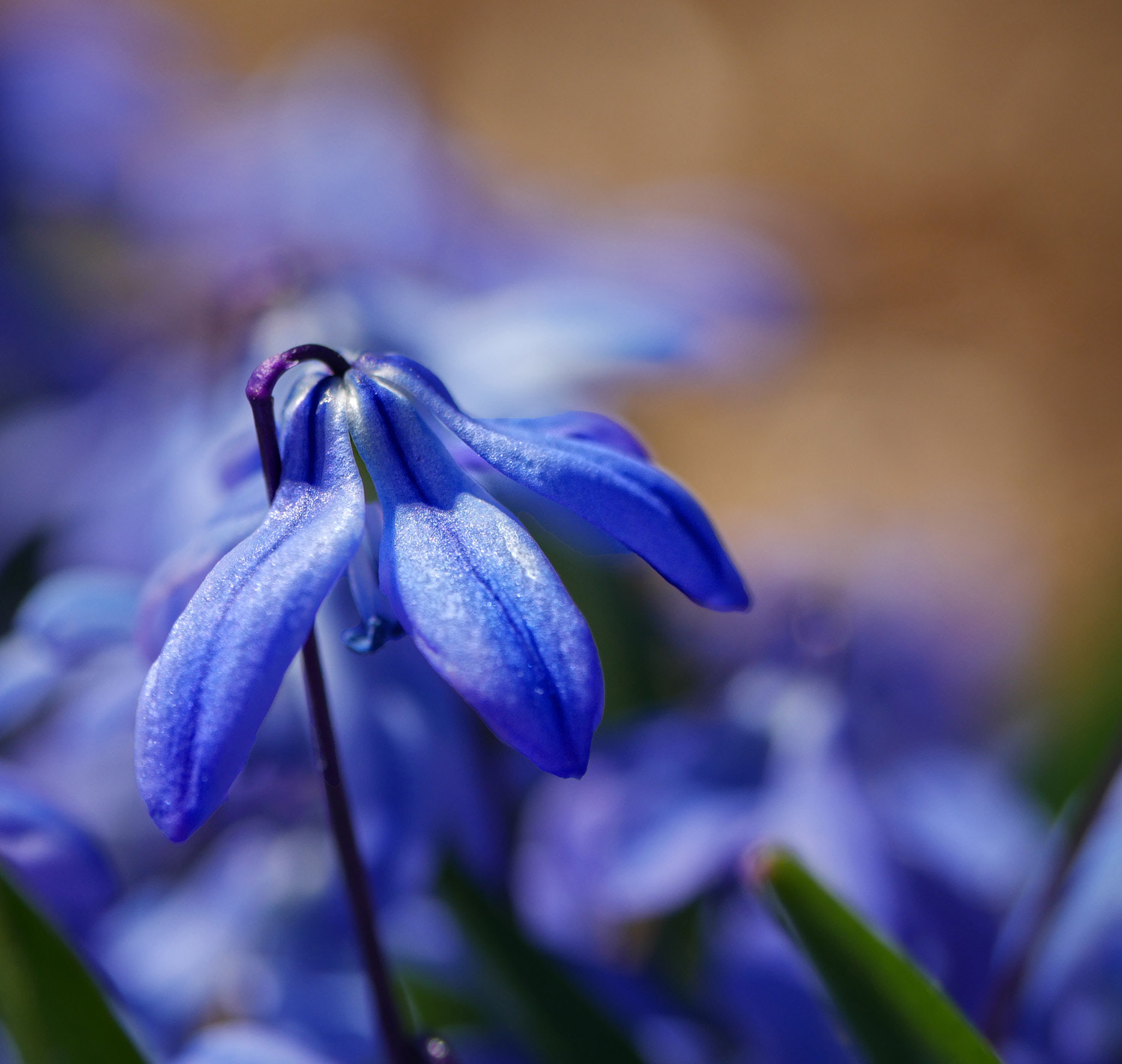 Panasonic Lumix G Vario 45-200mm F4-5.6 OIS sample photo. Blue flower photography