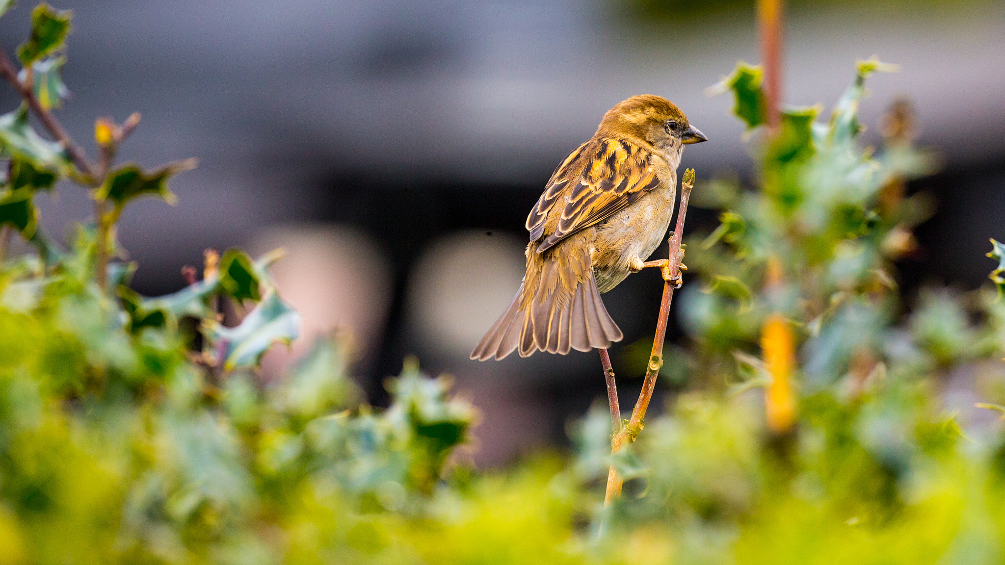 Canon EF 100-400mm F4.5-5.6L IS II USM sample photo. Sparrow photography
