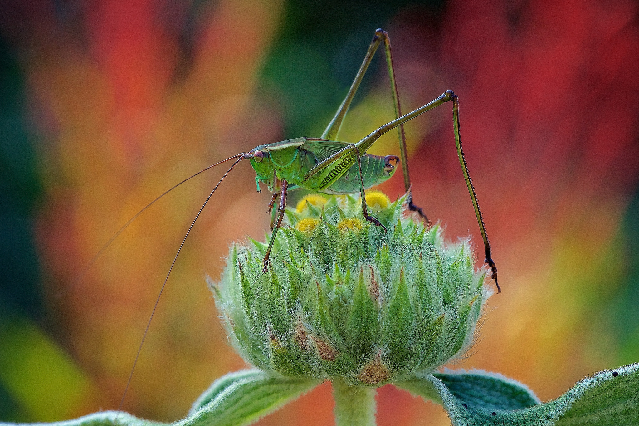 Sony a7R II + Sony FE 90mm F2.8 Macro G OSS sample photo. The promise land photography