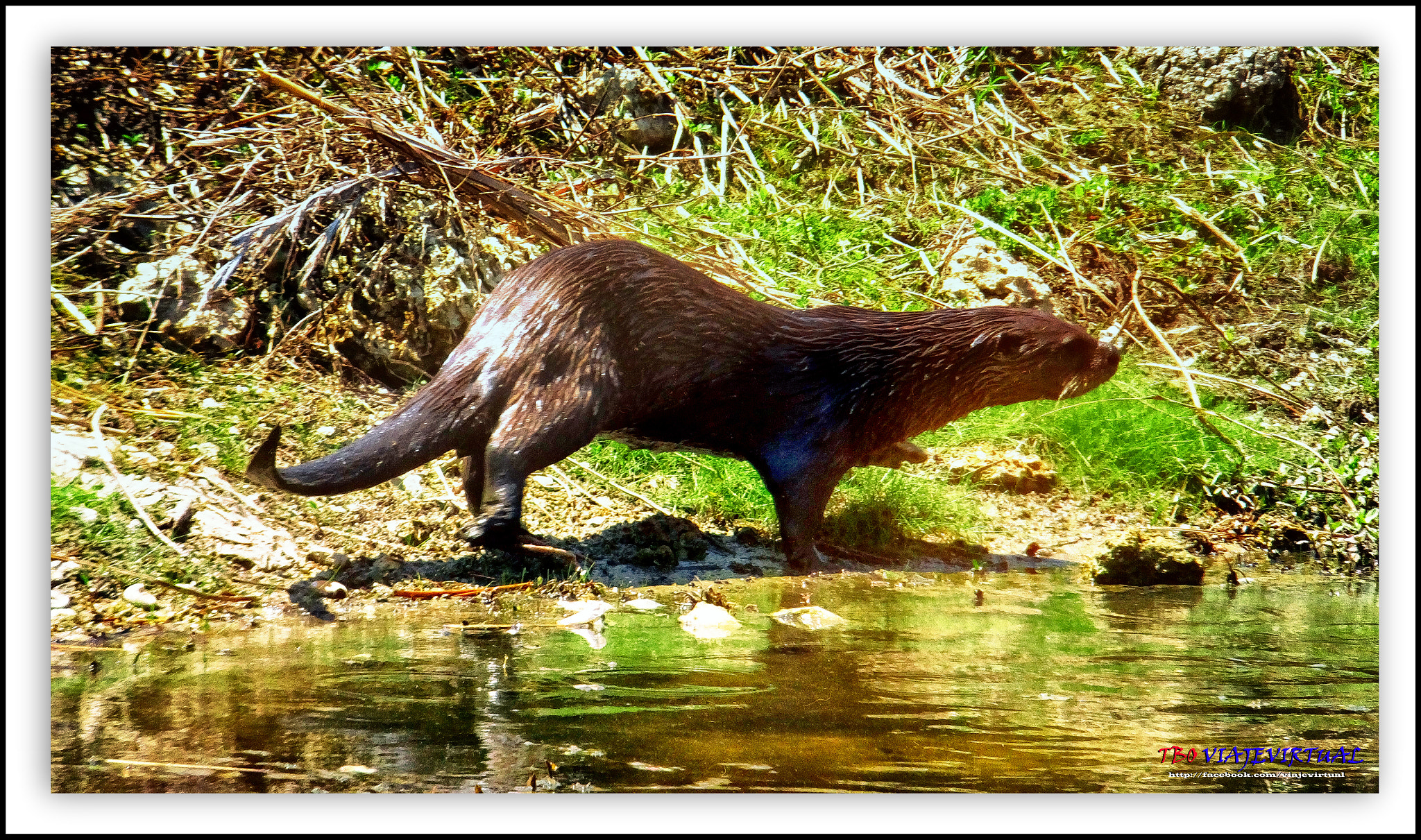 Fujifilm FinePix F850EXR sample photo. River otter. lontra canadensis photography