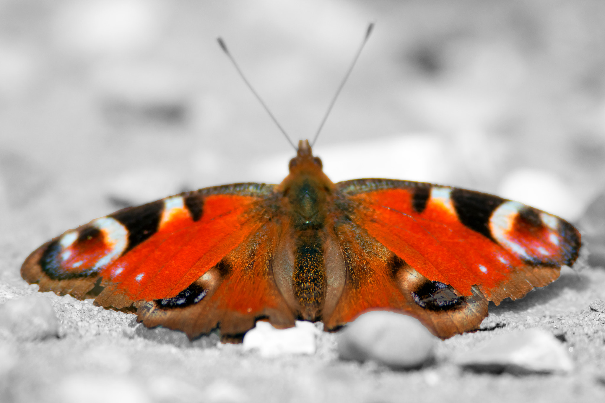 Nikon D5300 + Nikon AF-S Nikkor 300mm F4D ED-IF sample photo. April butterfly photography