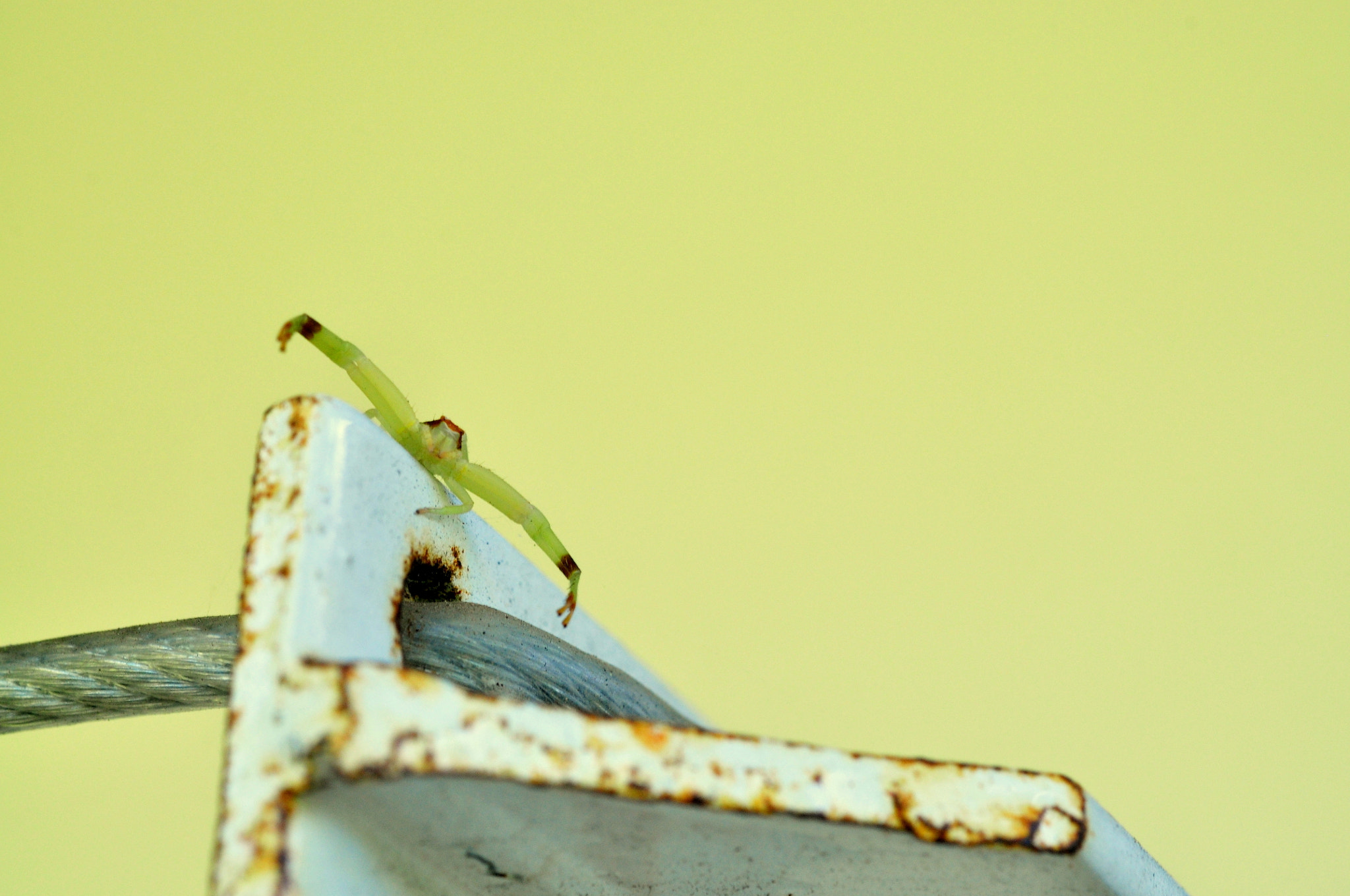 Nikon AF Micro-Nikkor 60mm F2.8D sample photo. Tough photography