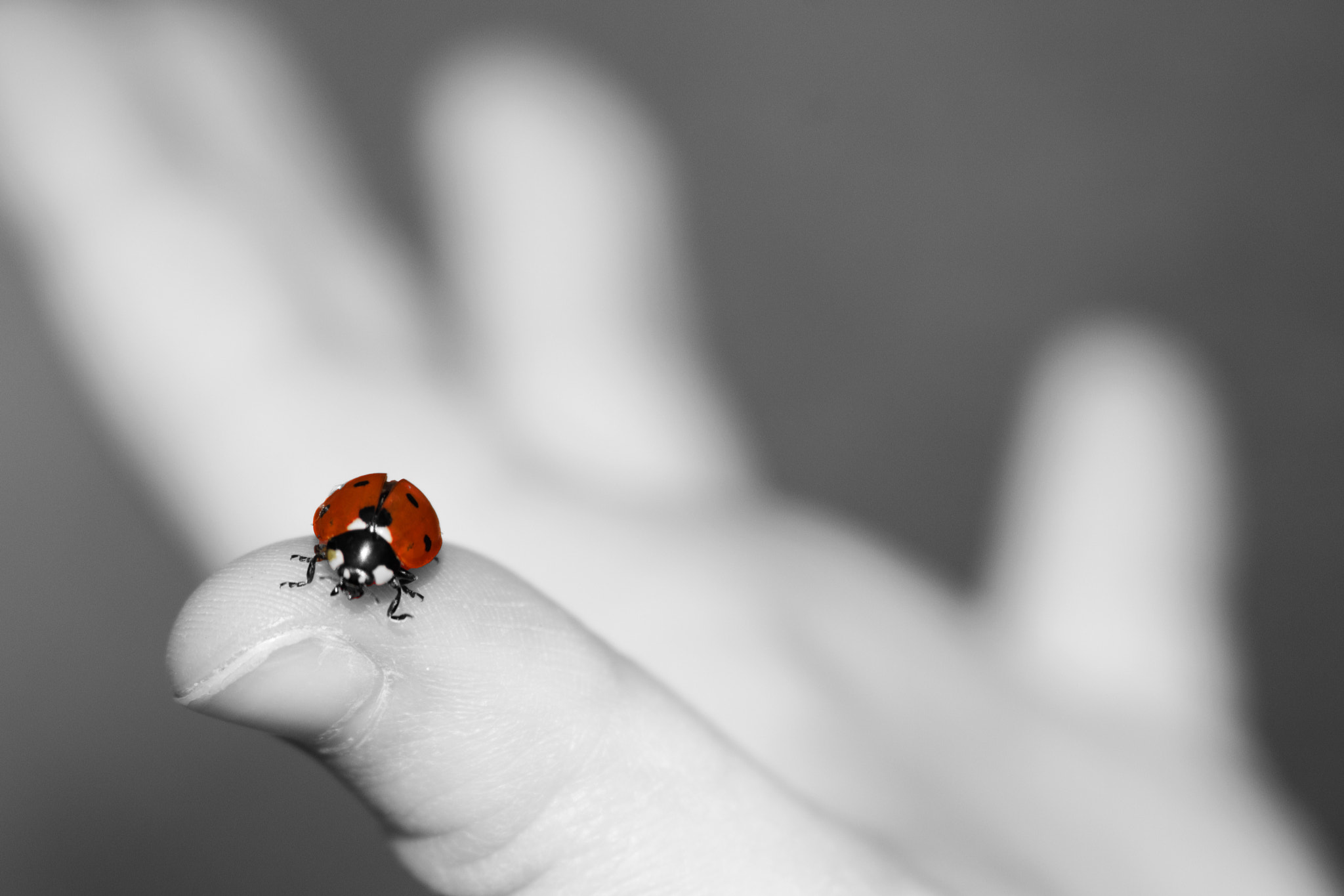 Nikon D5300 + Nikon AF-S Nikkor 300mm F4D ED-IF sample photo. Black and white ladybird photography