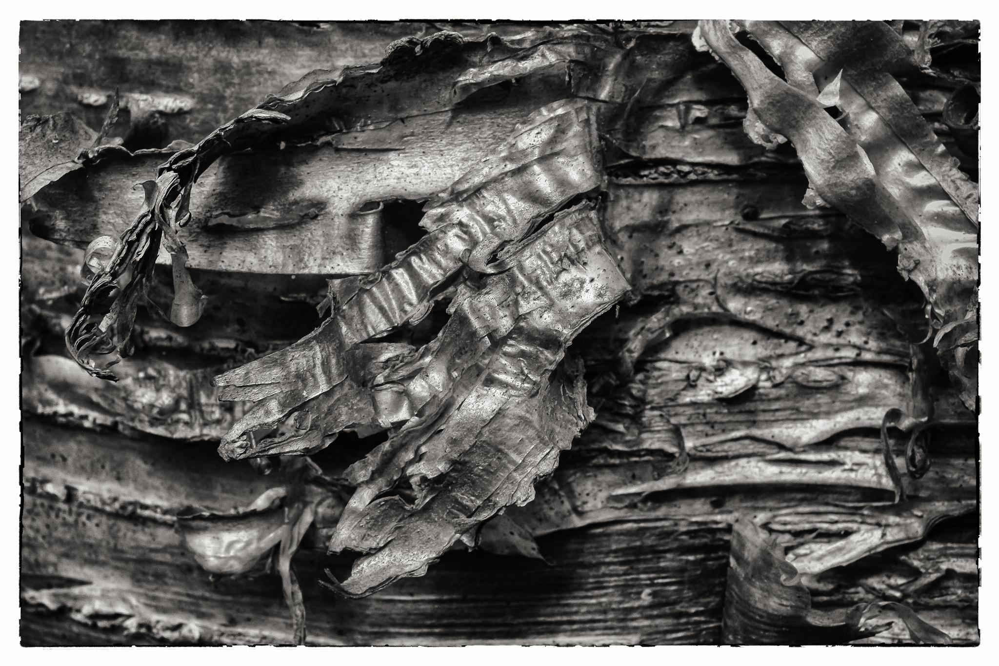 Sigma 18-50mm f/3.5-5.6 DC sample photo. Yellow birch in black and white 2 photography