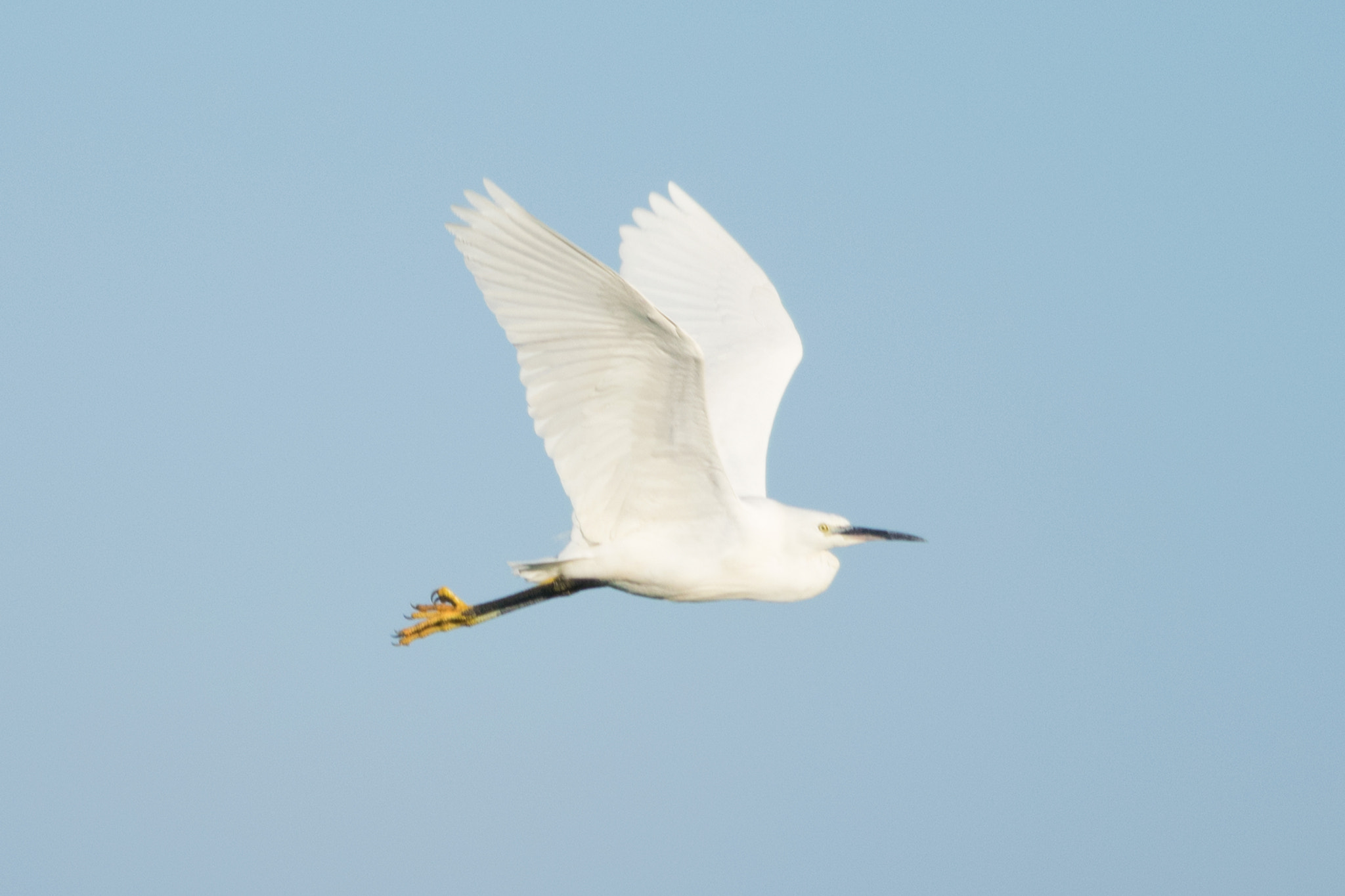 Nikon D5300 + Nikon AF-S Nikkor 300mm F4D ED-IF sample photo. April egret in flight photography