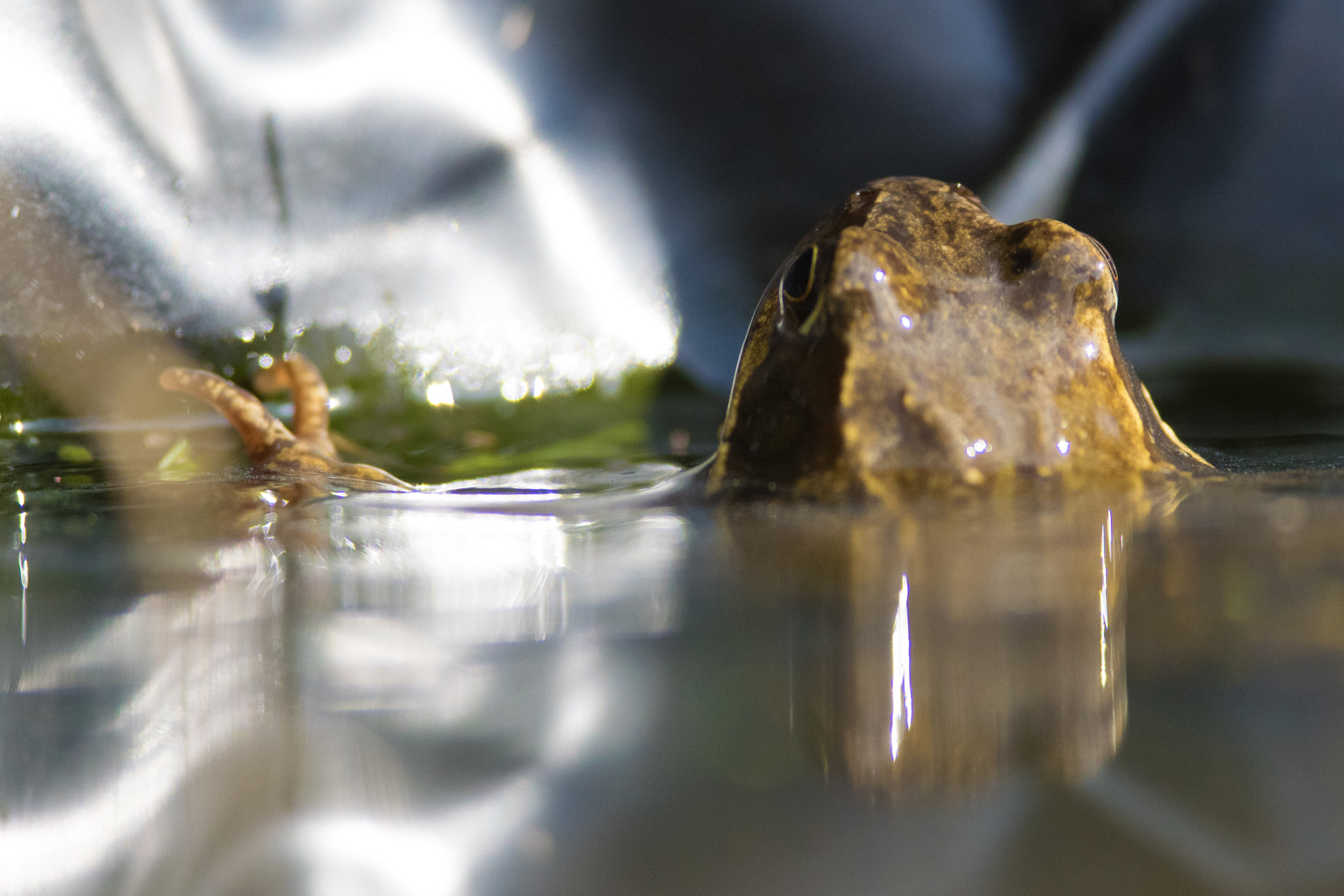 Nikon D5300 + Nikon AF-S Nikkor 300mm F4D ED-IF sample photo. Easter frog photography
