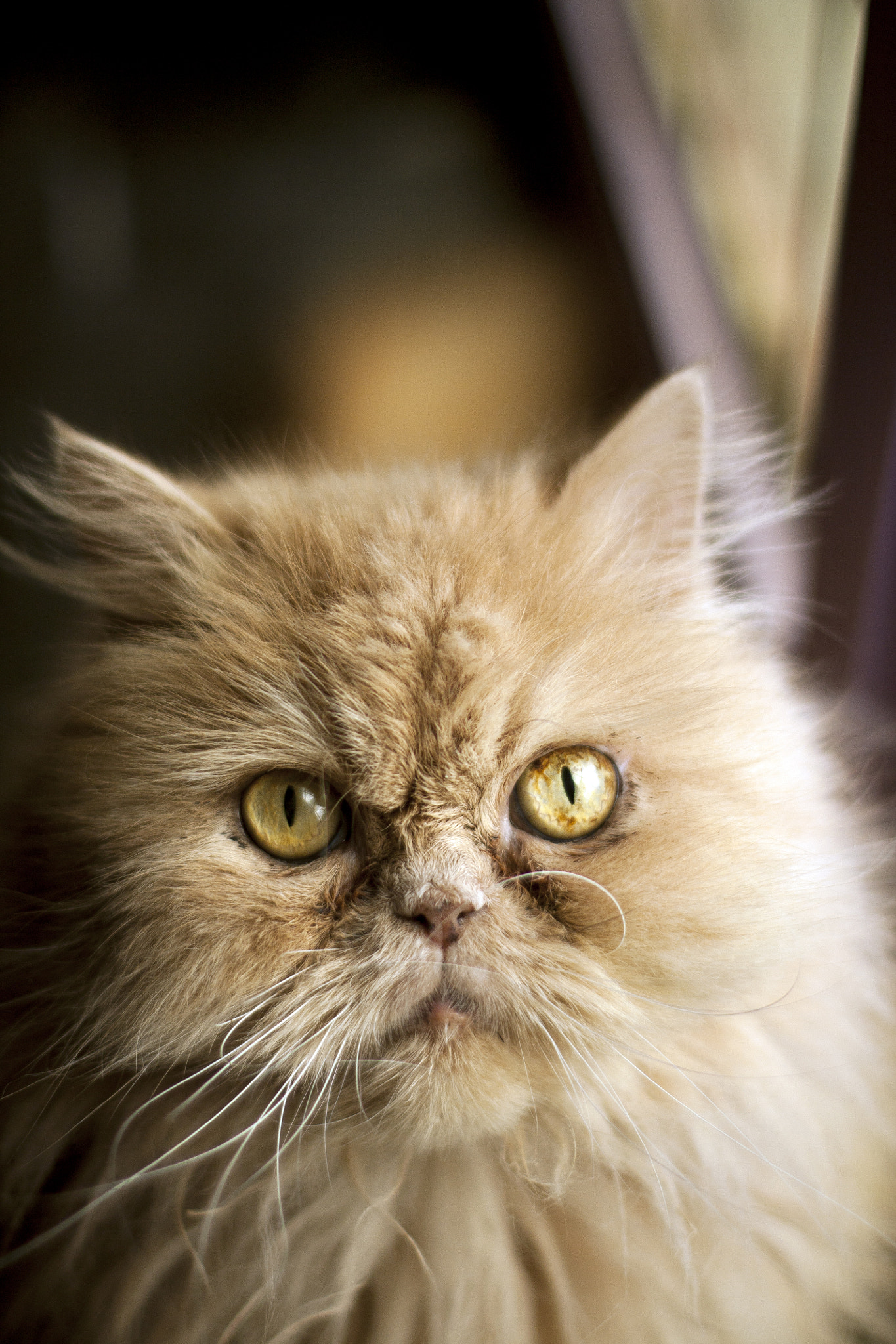 Canon EOS 450D (EOS Rebel XSi / EOS Kiss X2) + Canon EF 50mm F1.4 USM sample photo. Persian cat photography