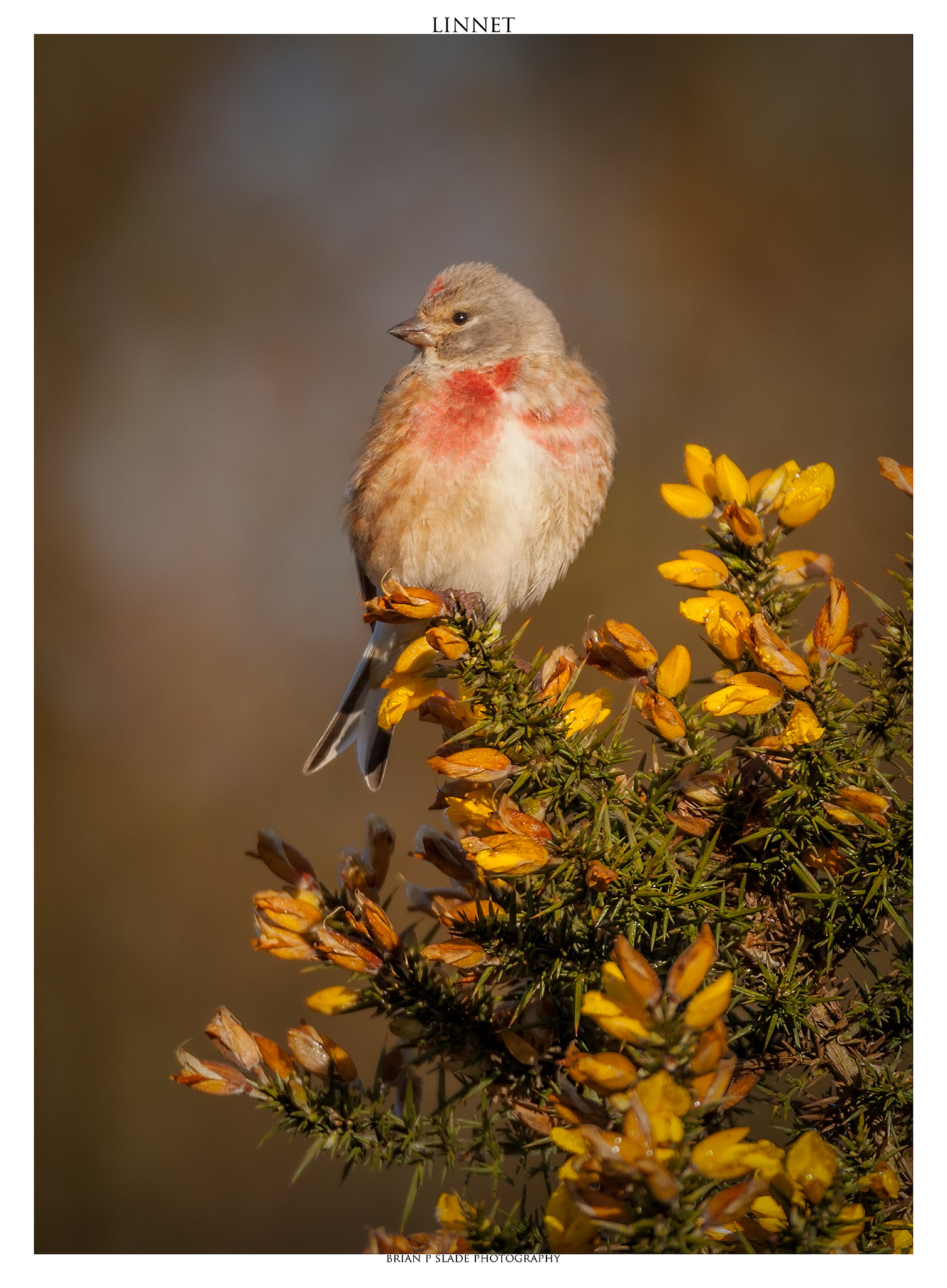 Sigma 150-600mm F5-6.3 DG OS HSM | C sample photo. Linnet (carduelis cannabina) photography