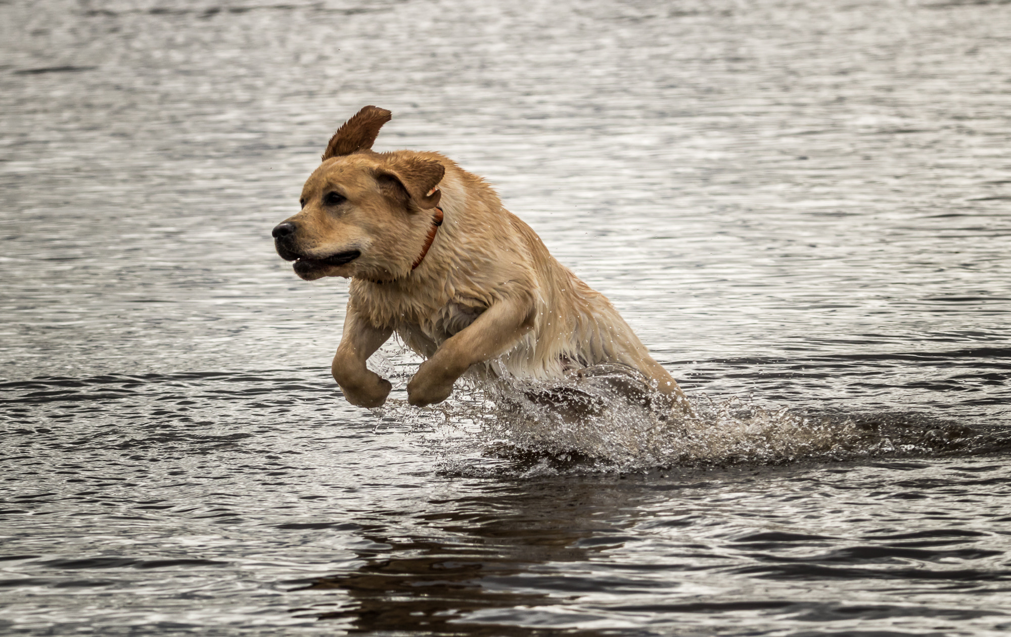 Tamron SP 150-600mm F5-6.3 Di VC USD sample photo. My name is kastor photography