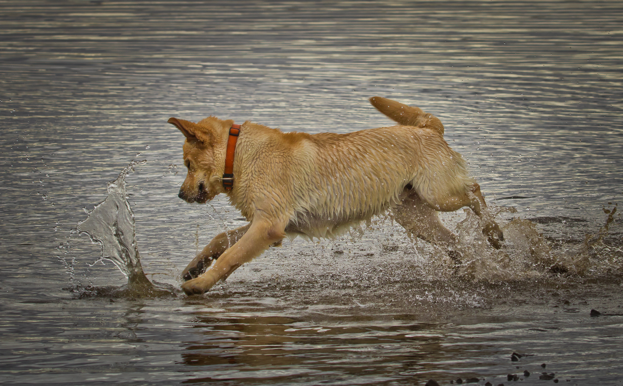 Tamron SP 150-600mm F5-6.3 Di VC USD sample photo. My name is kastor photography