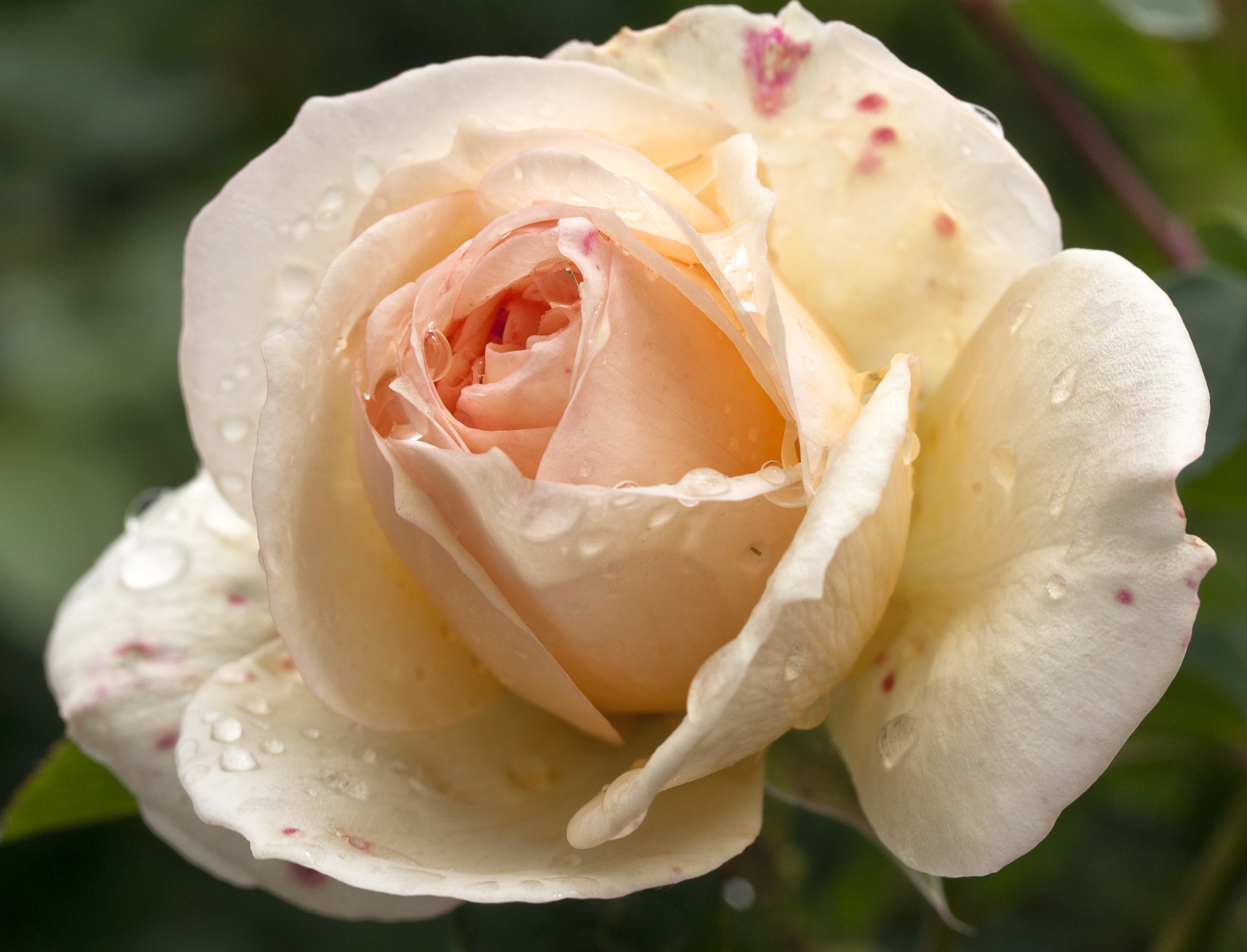 Canon EOS 400D (EOS Digital Rebel XTi / EOS Kiss Digital X) sample photo. Rosa 'perdita' after the rain photography