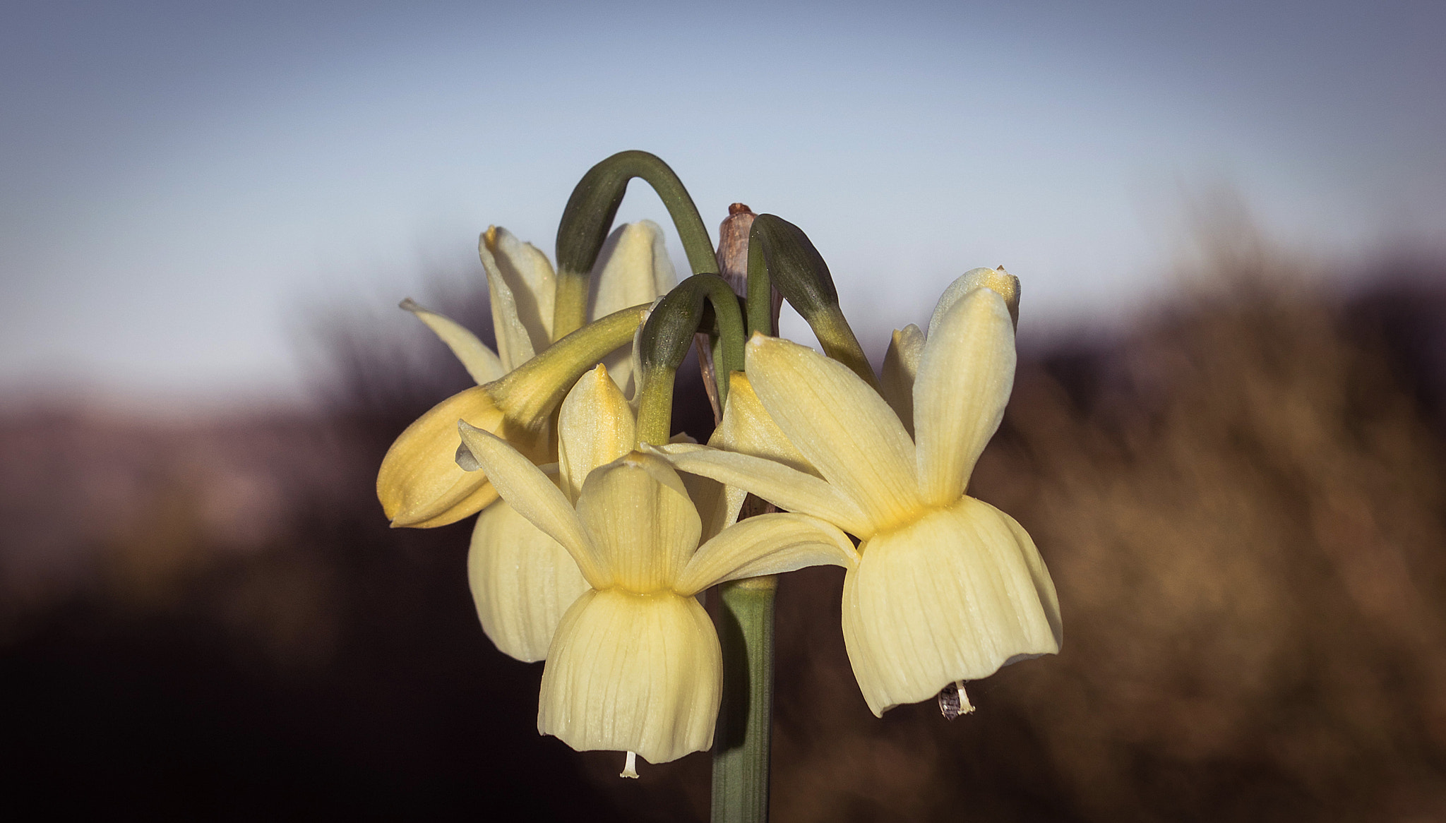 Sony DT 16-105mm F3.5-5.6 sample photo. Bells of the mountain photography