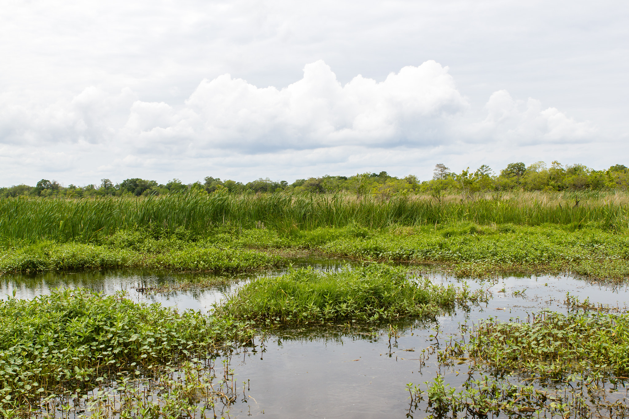 Canon EOS 550D (EOS Rebel T2i / EOS Kiss X4) sample photo. Louisiana bayou photography