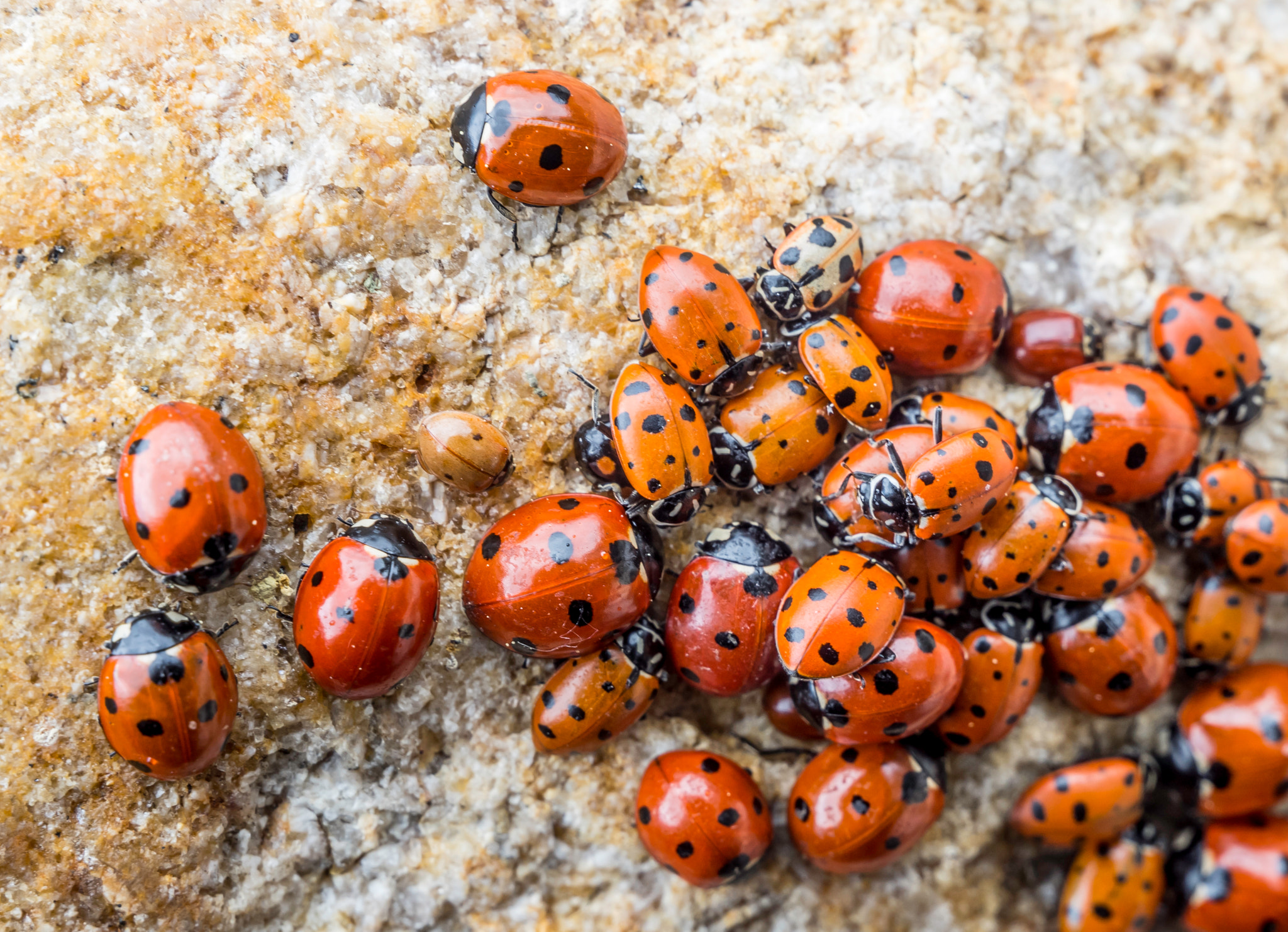 Olympus Zuiko Digital ED 12-60mm F2.8-4.0 SWD sample photo. Ladybug rock photography