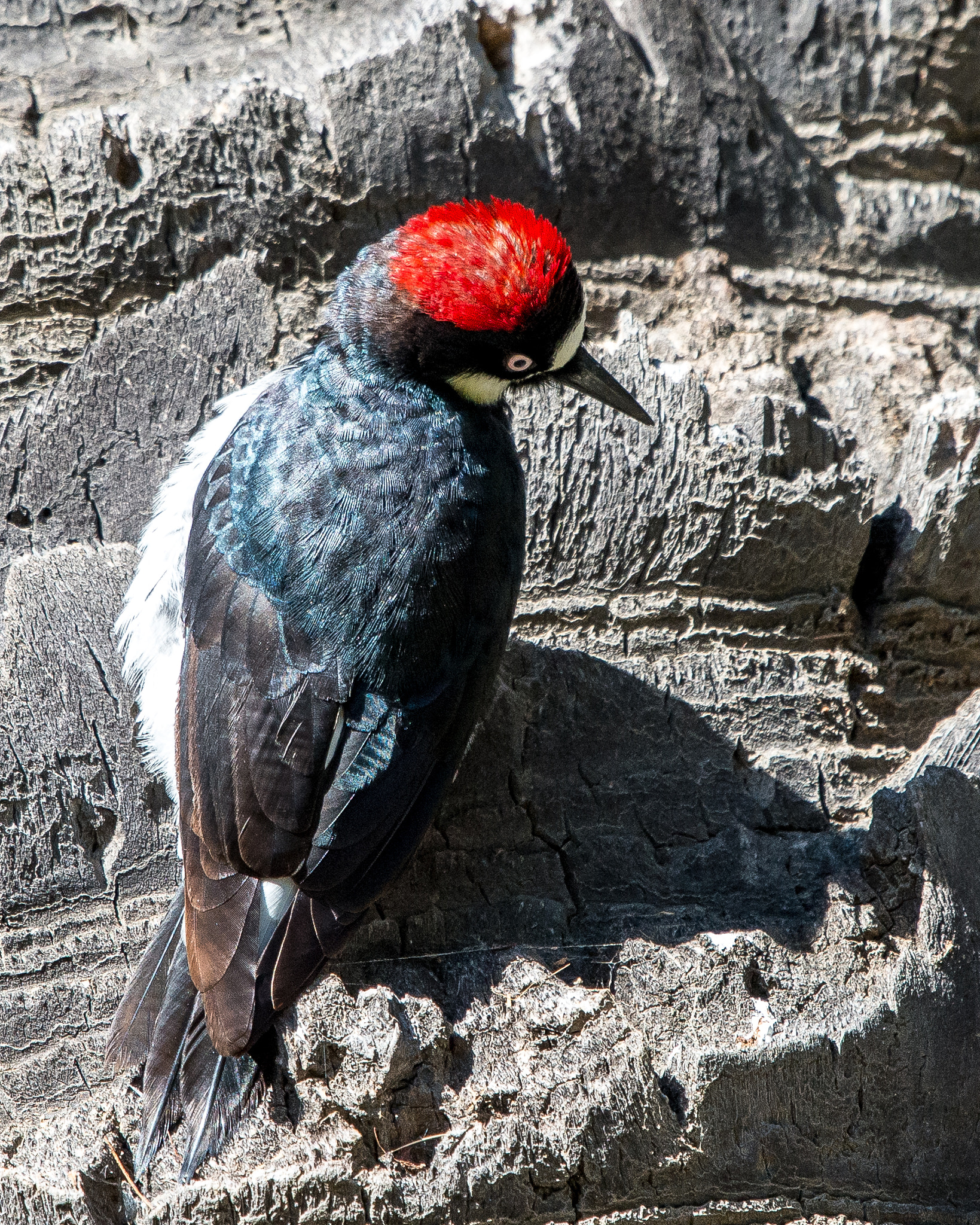 Nikon AF-S Nikkor 200-500mm F5.6E ED VR sample photo. Red feather head photography