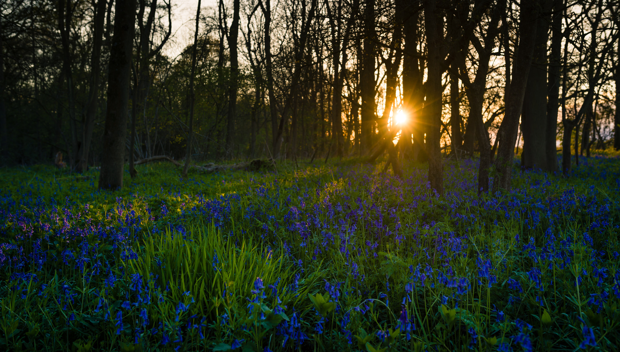 Sony a7R + Sigma 35mm F1.4 DG HSM Art sample photo. Bluebells 4 photography