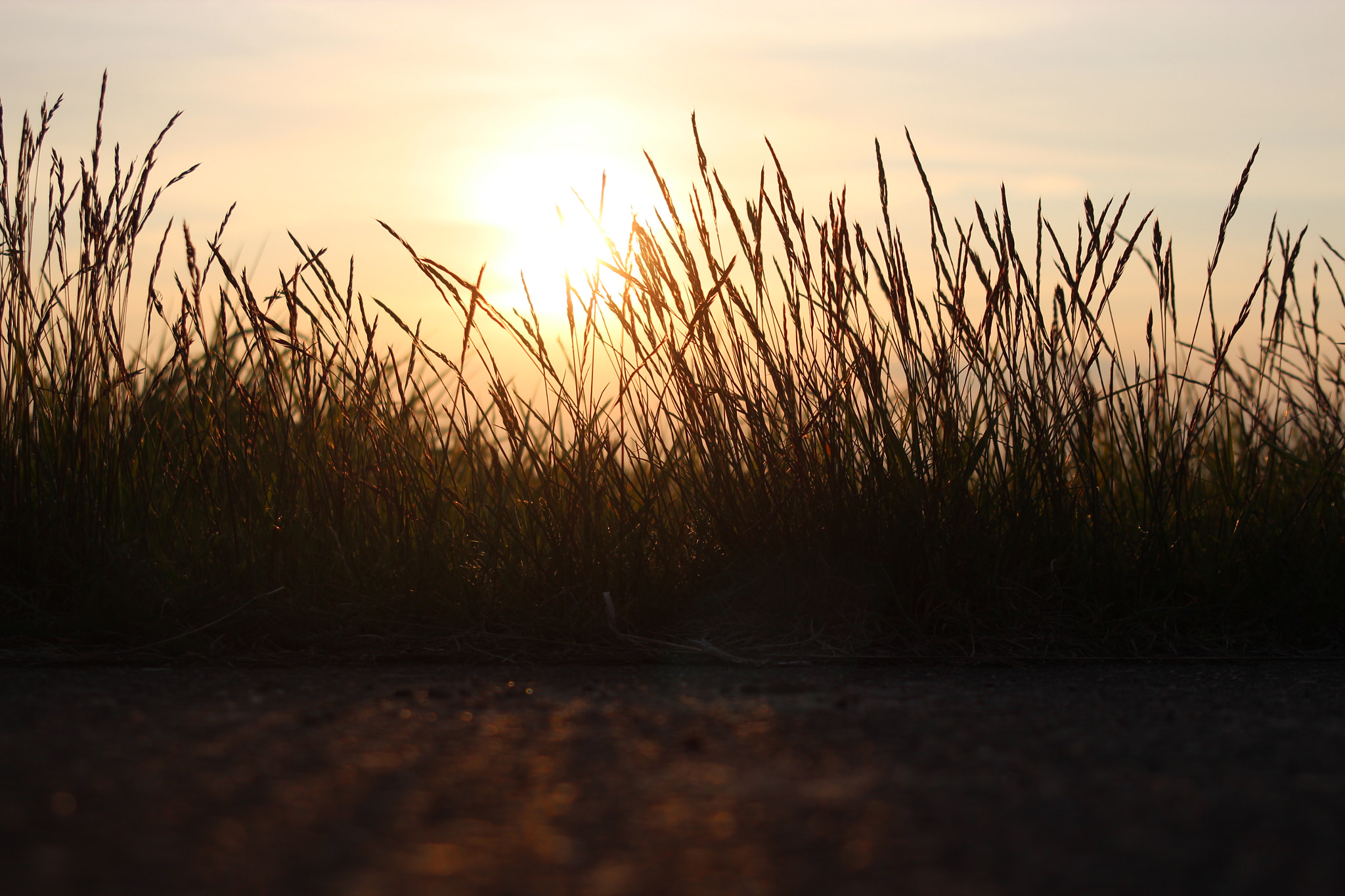 Canon EF 38-76mm f/4.5-5.6 sample photo. Gras photography