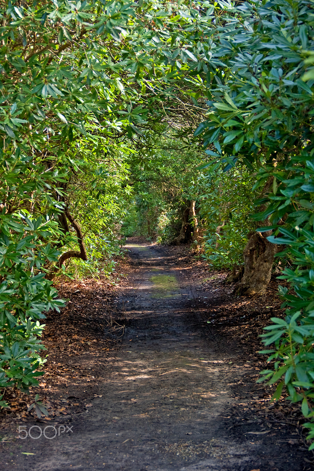 Canon EOS 40D sample photo. Woodland way photography