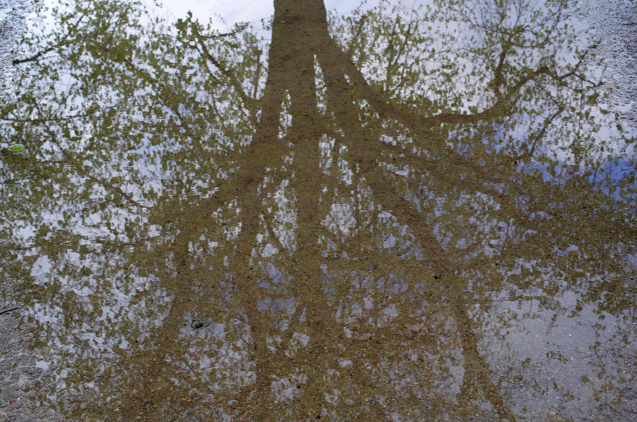Pentax smc DA 35mm F2.8 Macro Limited sample photo. Puddle of tree photography