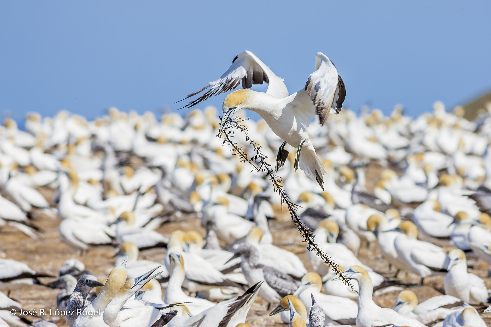 Canon EOS-1Ds Mark III + Canon EF 400mm F5.6L USM sample photo. Gannets. new zealand photography