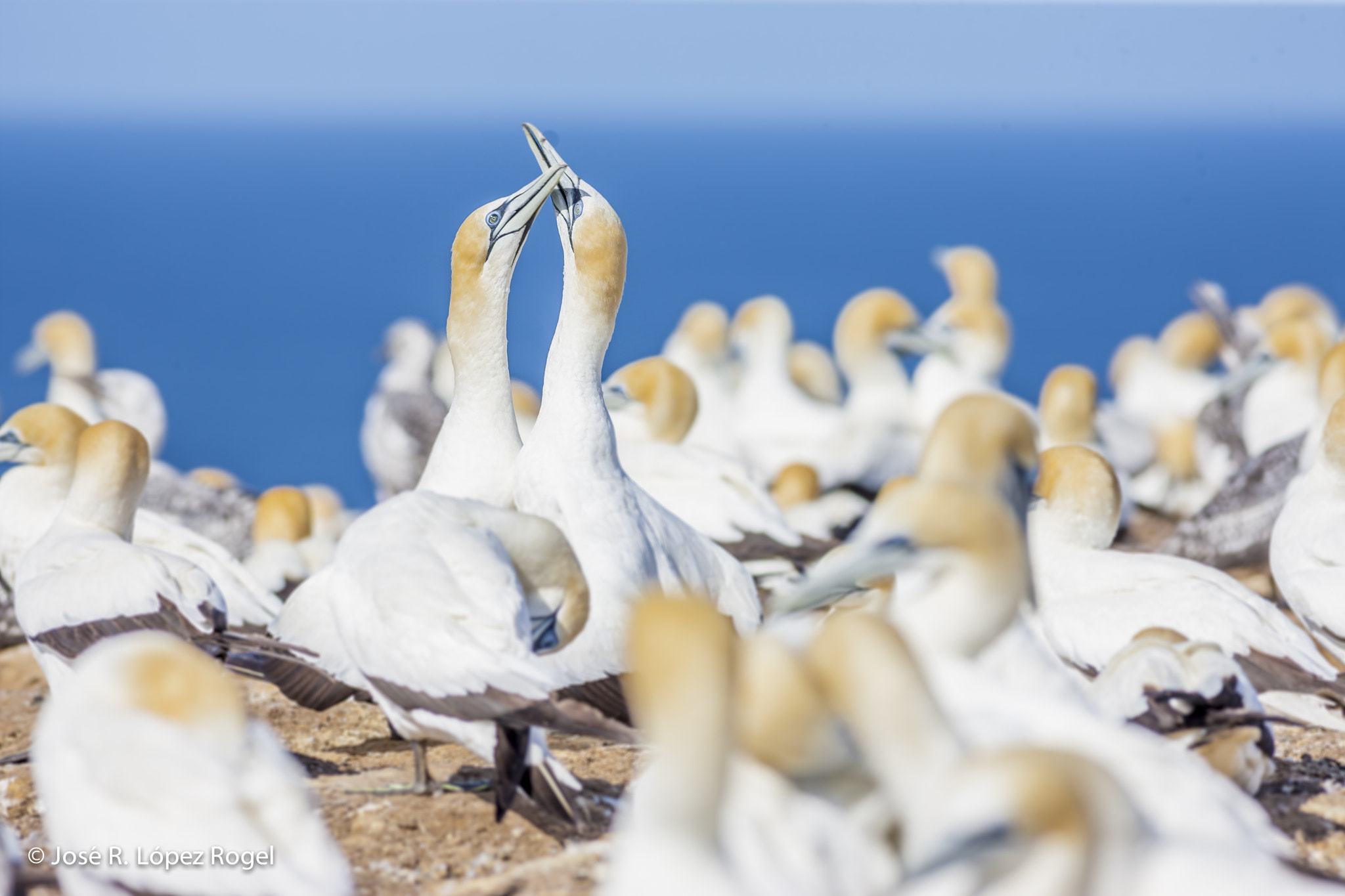 Canon EOS-1Ds Mark III + Canon EF 400mm F5.6L USM sample photo. Gannets. new zealand photography