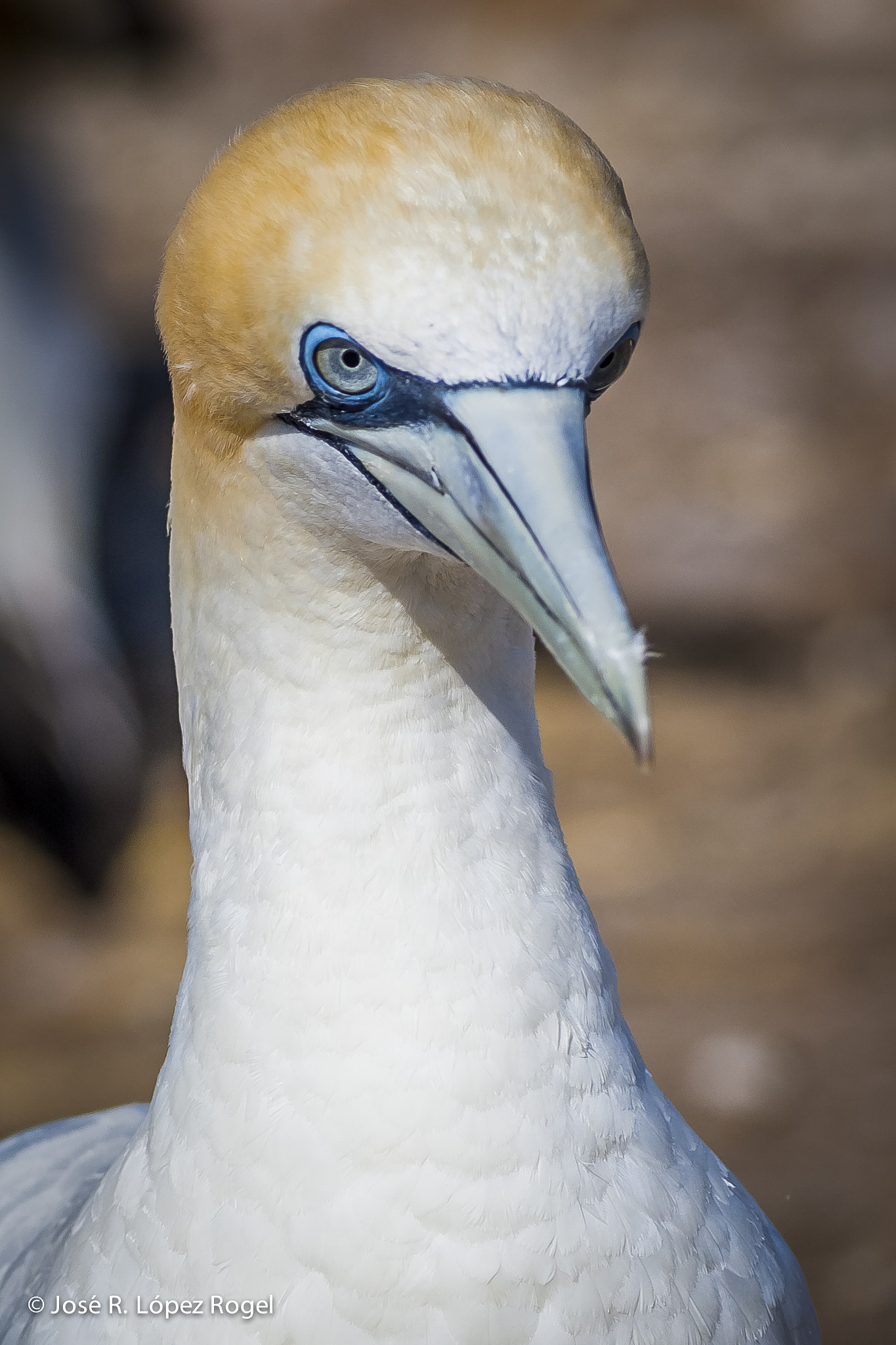 Canon EOS-1Ds Mark III + Canon EF 400mm F5.6L USM sample photo. Gannet. close up photography