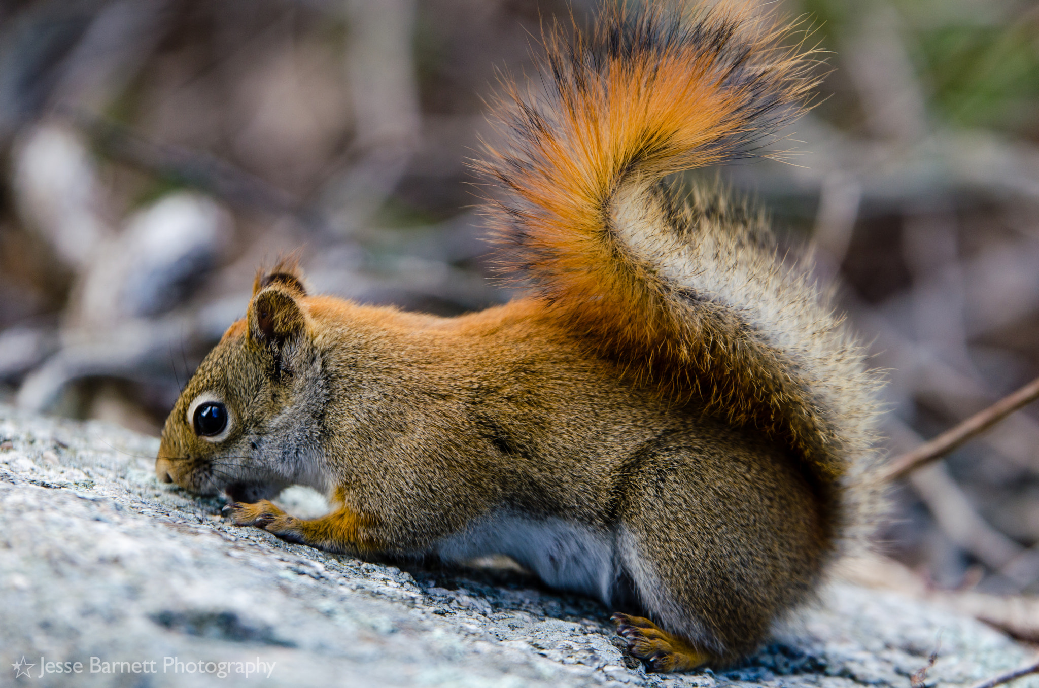 Nikon AF-S Nikkor 70-200mm F2.8G ED VR II sample photo. Stony brook wildlife sanctuary photography