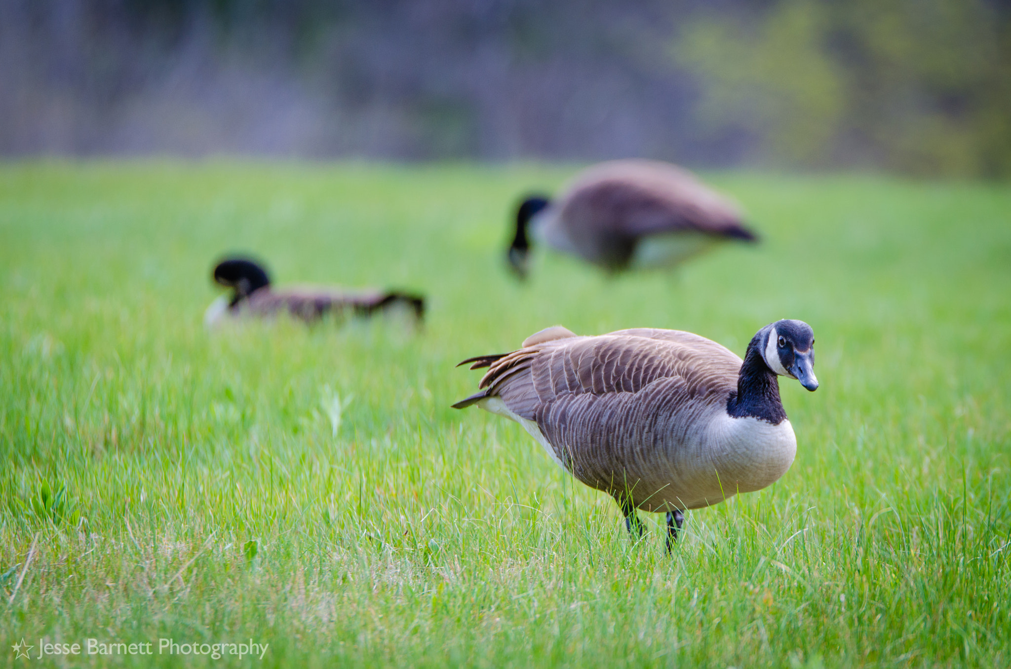 Nikon AF-S Nikkor 70-200mm F2.8G ED VR II sample photo. Stony brook wildlife sanctuary photography
