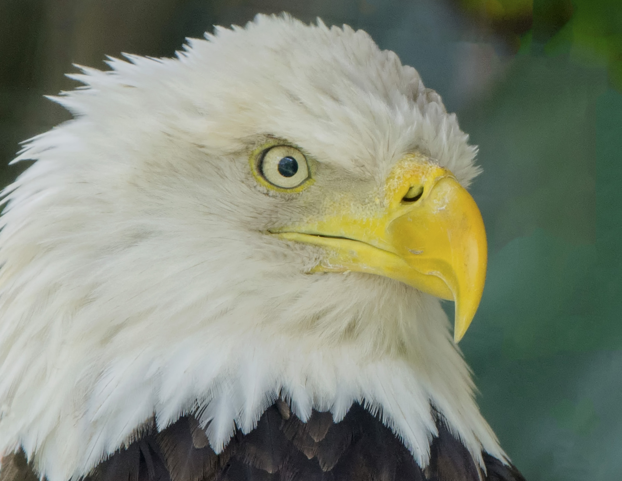 Nikon Nikkor AF-S 300mm F4E PF ED VR sample photo. Bald eagle miami, usa photography