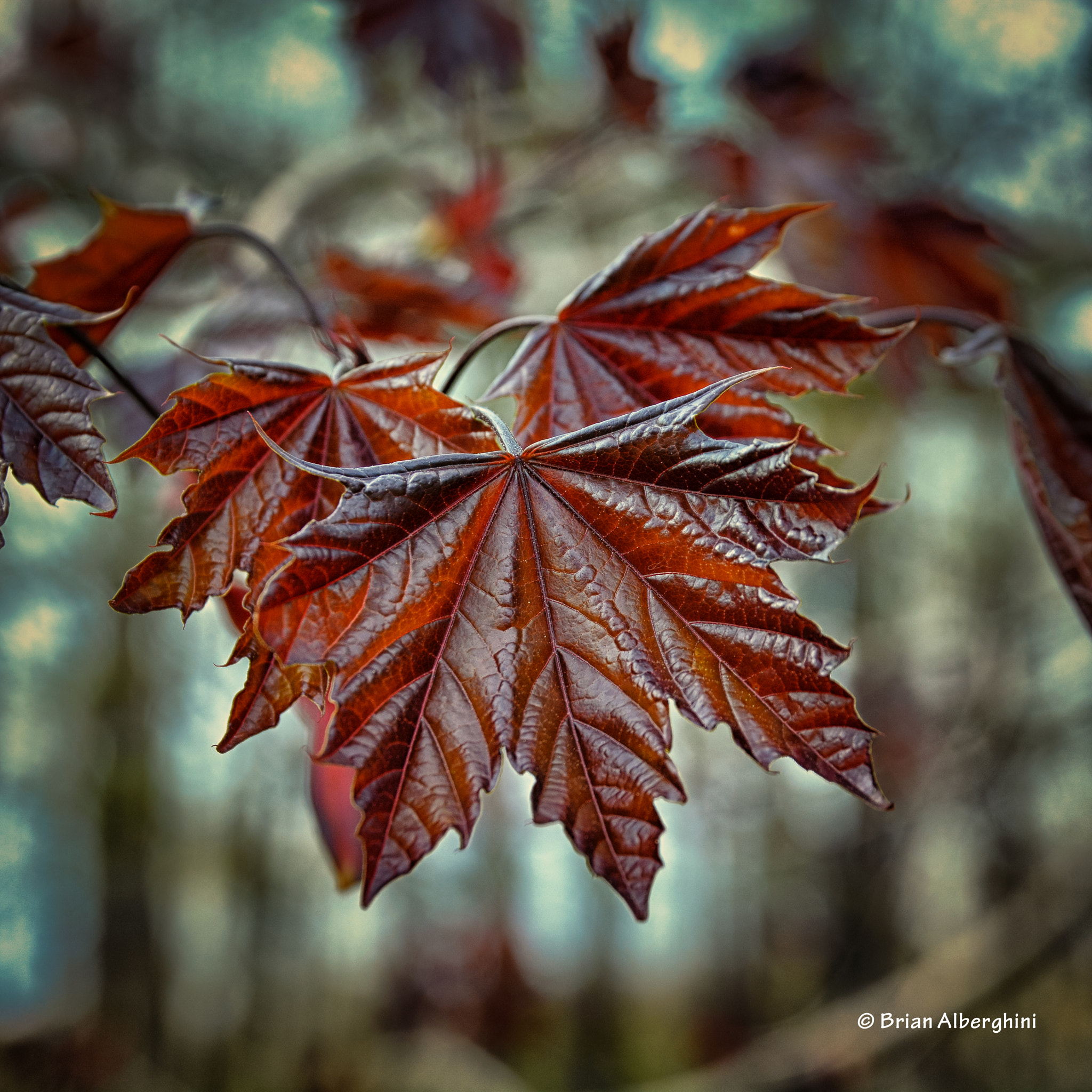 Nikon D7100 + Sigma 24-105mm F4 DG OS HSM Art sample photo. Redmaple photography