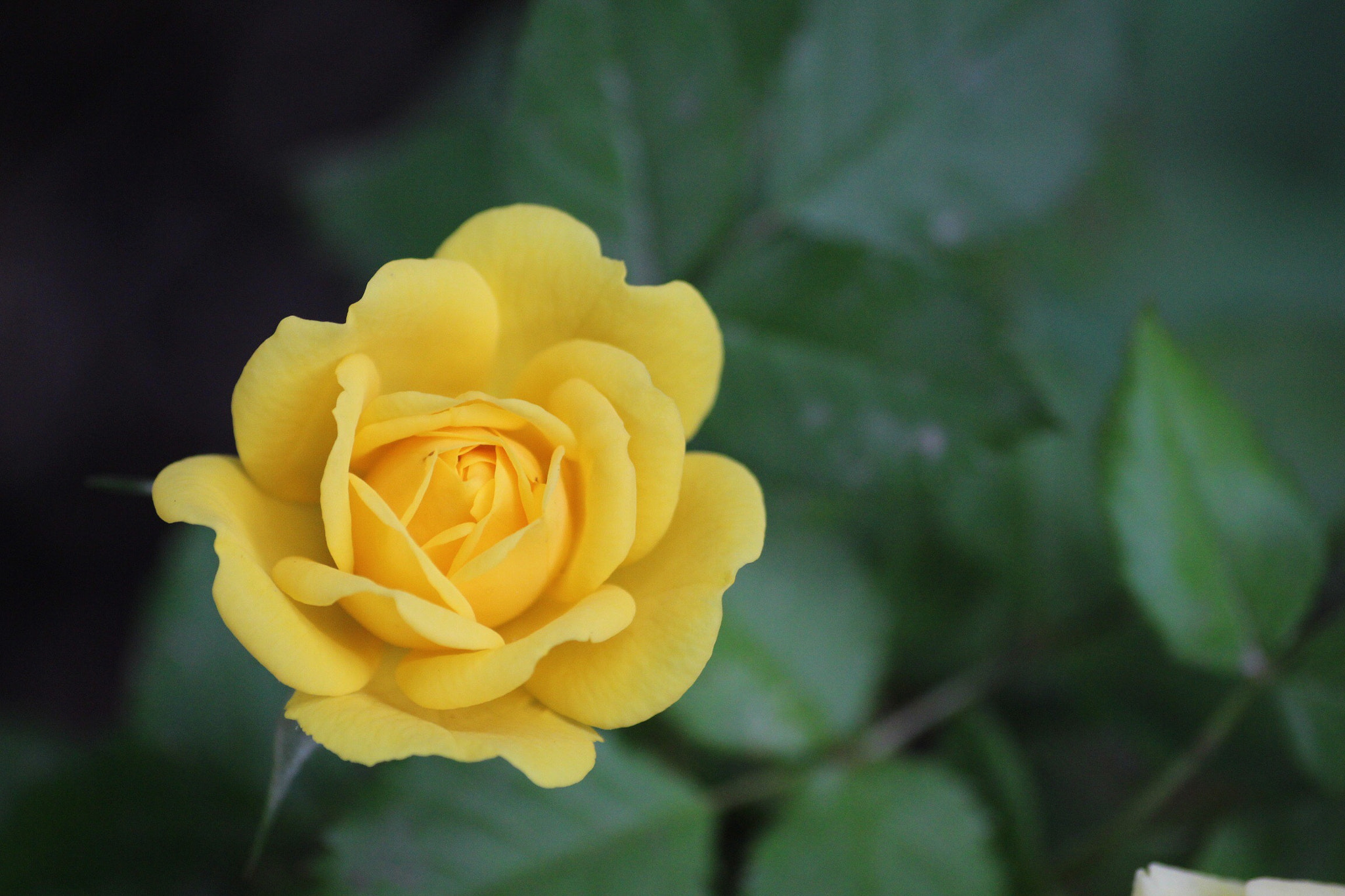 Canon EOS 700D (EOS Rebel T5i / EOS Kiss X7i) + Canon 70-300mm sample photo