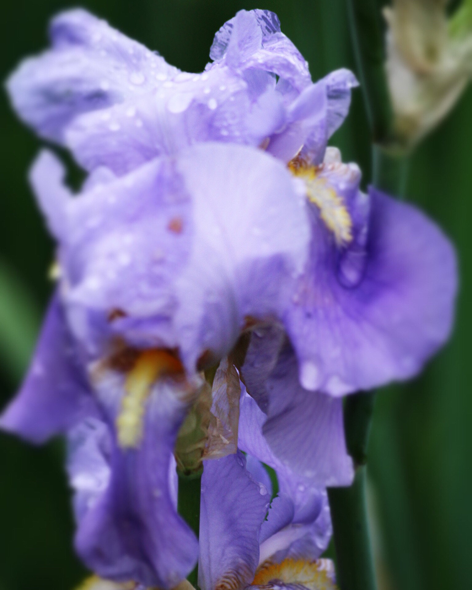 Canon EOS 700D (EOS Rebel T5i / EOS Kiss X7i) + Canon 70-300mm sample photo