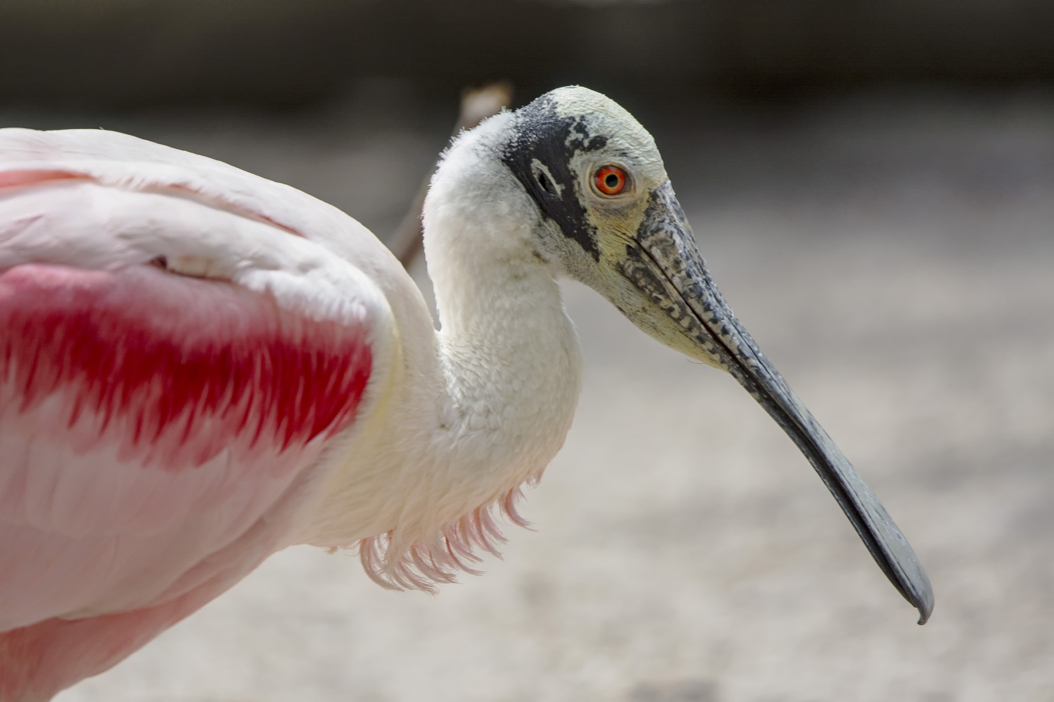 Nikon Nikkor AF-S 300mm F4E PF ED VR sample photo. Rose spoonbill miami usa photography