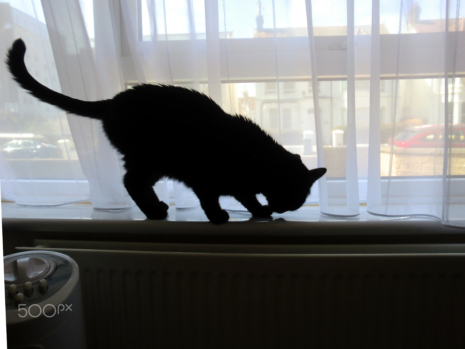 CASIO EX-Z550 sample photo. Black cat on a windowsill against a backlit window photography