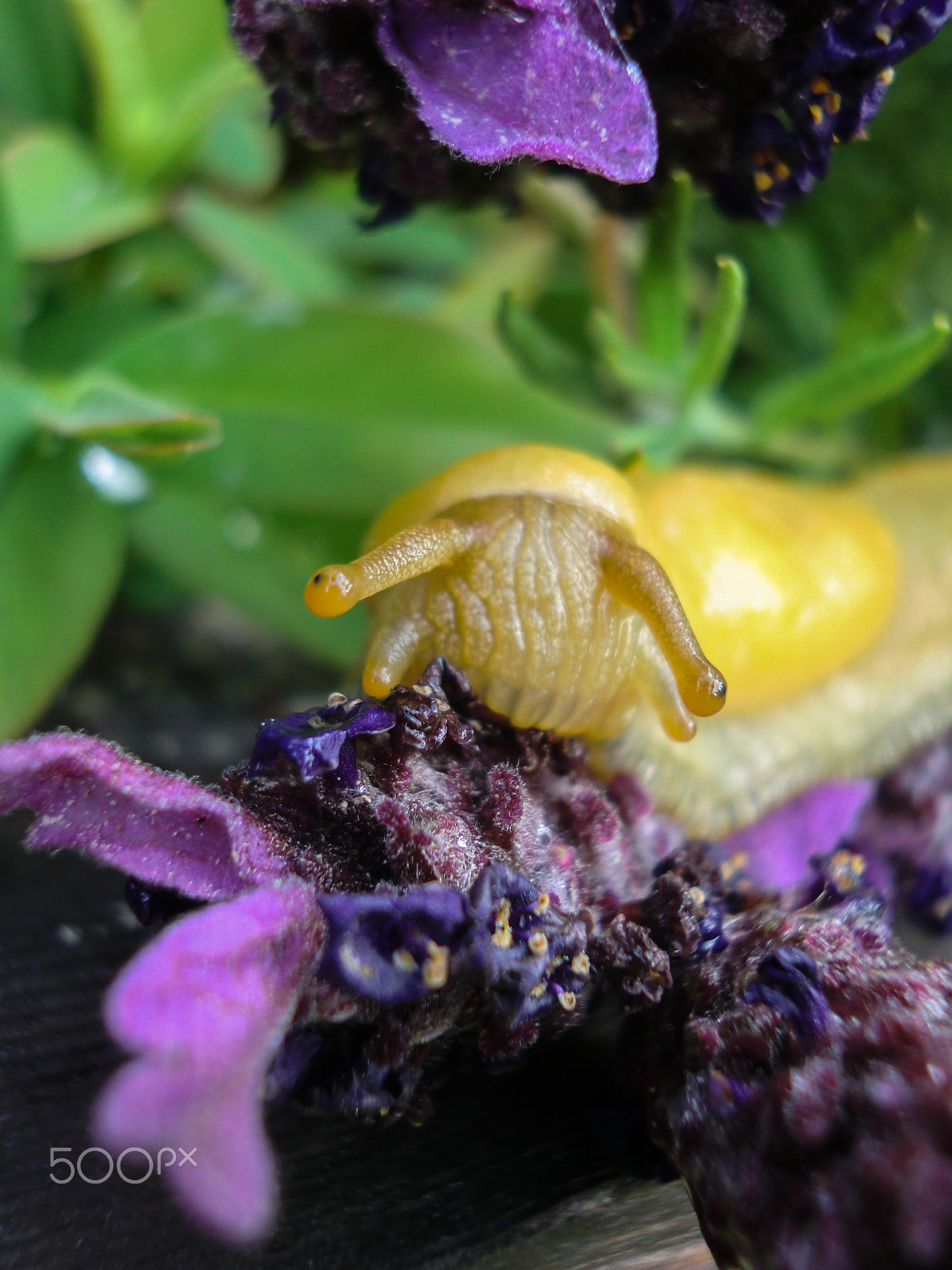 CASIO EX-Z550 sample photo. Banana lavender slug photography