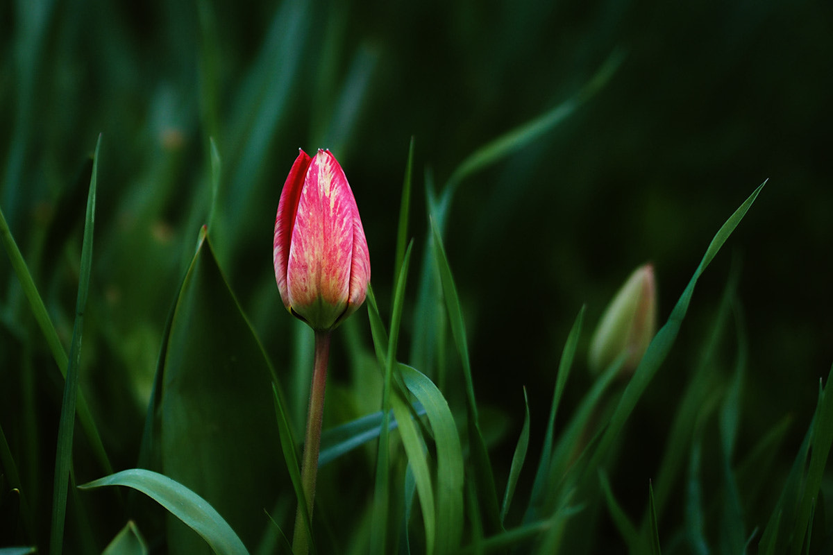 Olympus PEN E-PM2 sample photo. *** photography