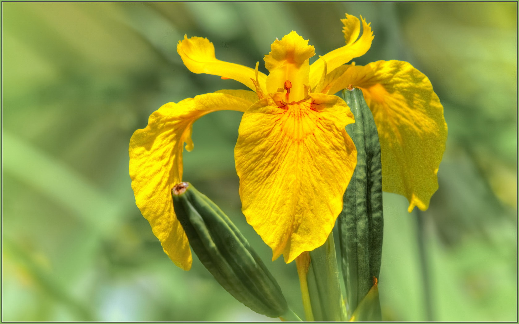 Sigma 70-300mm F4-5.6 APO Macro Super II sample photo. Yellow water iris photography