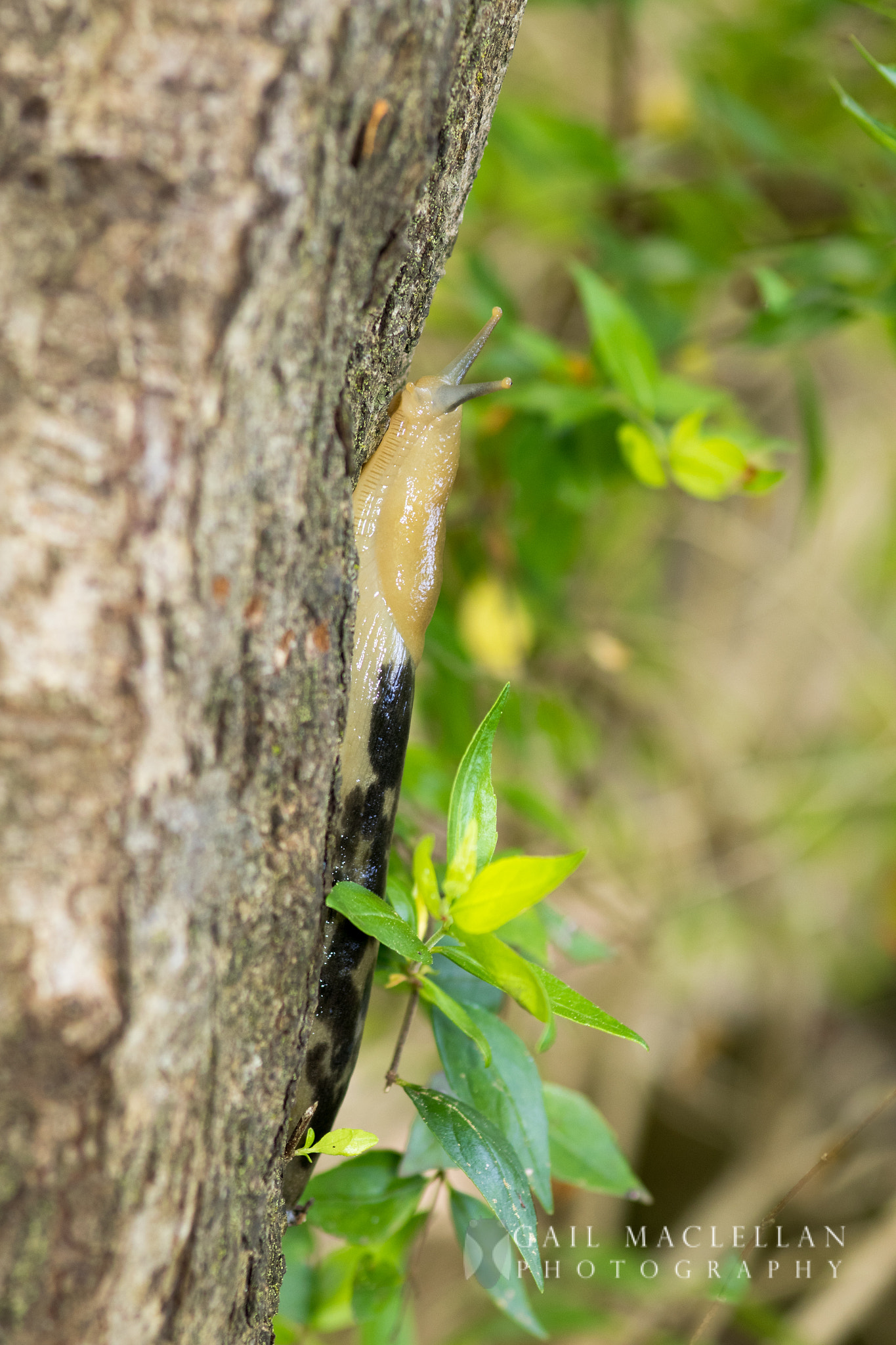Sigma 105mm F2.8 EX DG Macro sample photo. Pacific banana slug photography